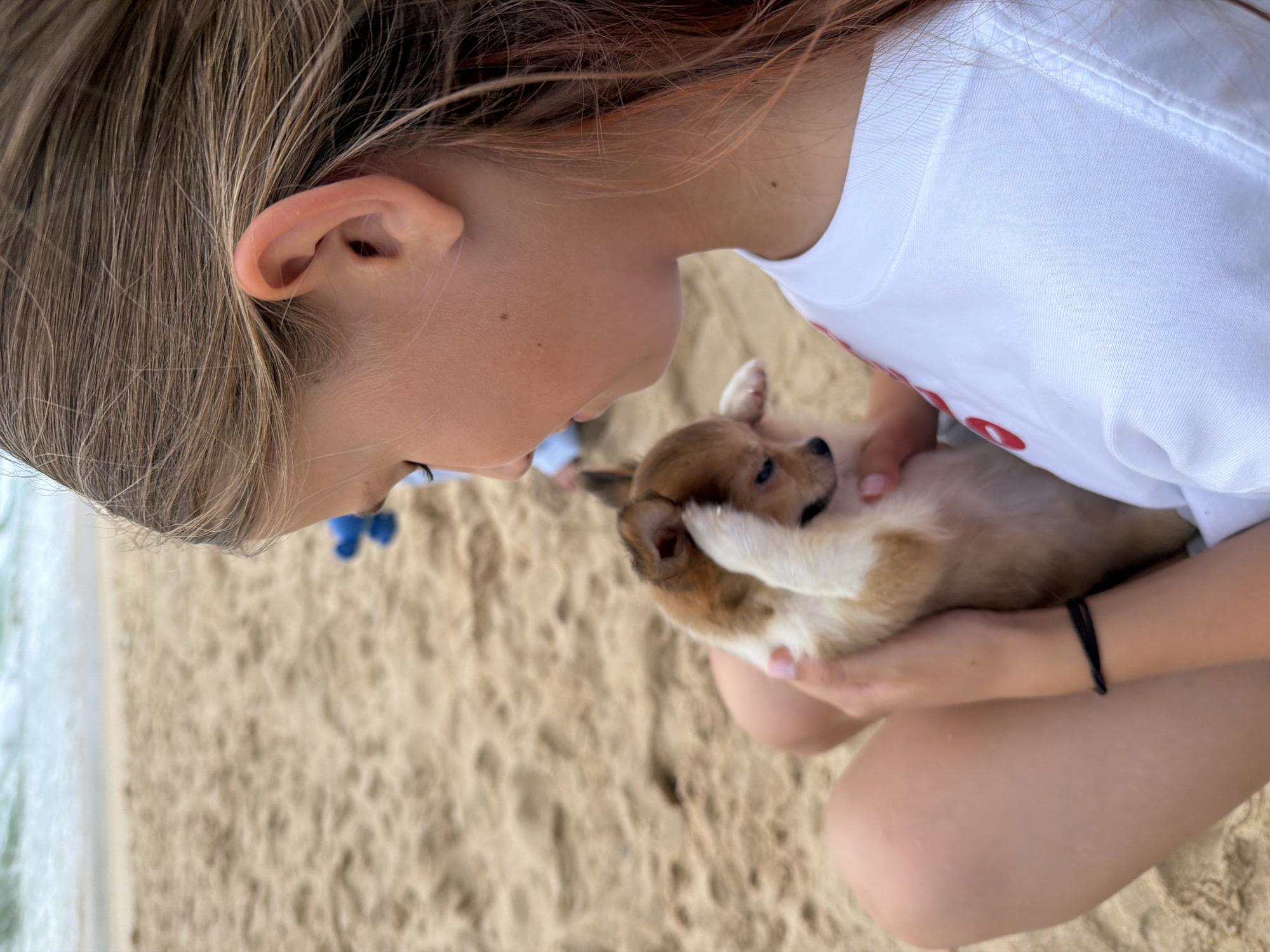 A young girl is holding a small chihuahua puppy on a sandy beach. The girl has long blonde hair with streaks of pink and is wearing a white t-shirt. The puppy is brown and white, with its paw over its face. The ocean is visible in the background. The scene appears to be a relaxed outing on a beach in Choeng Thale, Thailand, likely during daylight hours.