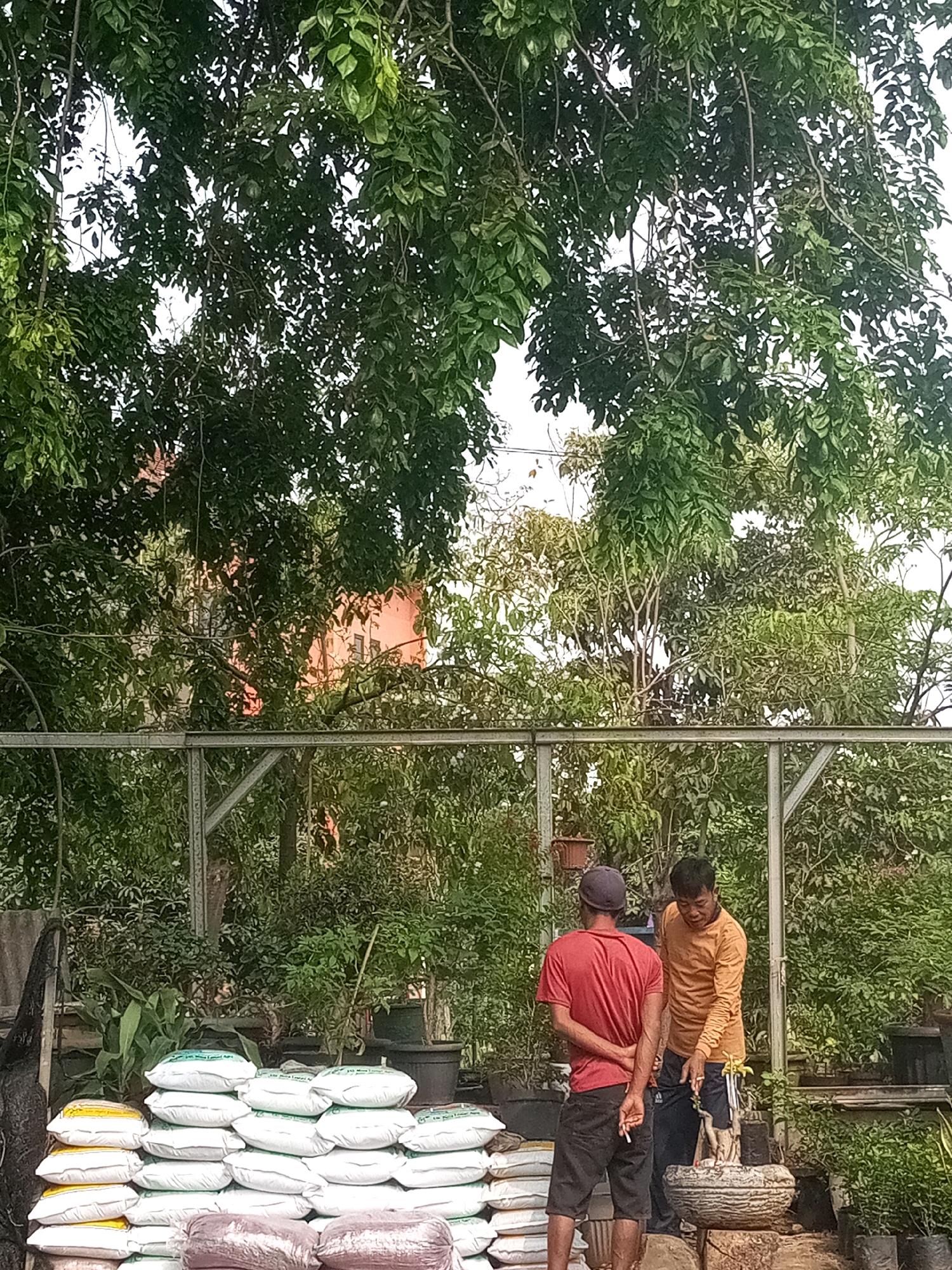 In Bekasi, Indonesia, two men are standing in a nursery. The man on the left, wearing a red t-shirt and black shorts, has his back to the camera and is holding a cigarette. The man on the right, in an orange long-sleeved shirt and black shorts, is pointing at a decorative stone basin. In the foreground, a large stack of white and yellow sacks, likely containing soil or fertilizer, is visible, along with two darker sacks in front. The background is filled with various plants and trees, suggesting an outdoor market or garden center. A metal structure, possibly part of a greenhouse or display area, runs horizontally across the middle of the image. A light-colored building with windows is partially visible through the foliage in the upper background. The sky is overcast, indicating a diffused natural light.