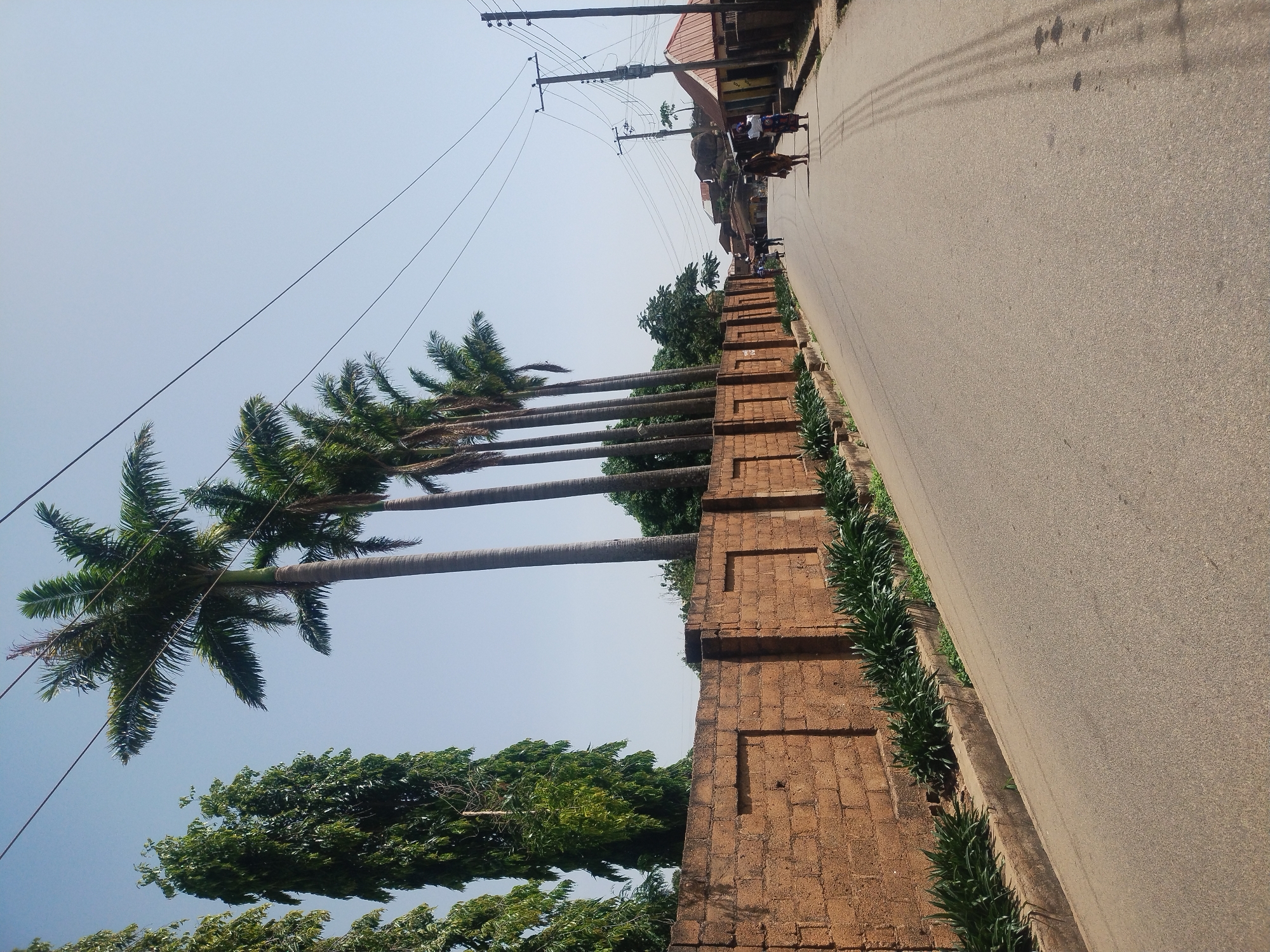 The image depicts a street scene in Jos, Nigeria. A paved road runs along the right side of the frame. Bordering the road is a low, stepped wall constructed of reddish-brown bricks. Green plants grow along the base of the wall. A row of tall, slender palm trees stands to the left, their leafy fronds extending toward the sky. Utility poles and power lines are visible above the trees. In the distance, people and cattle are walking along the road. Buildings are visible in the background. The sky is pale blue.