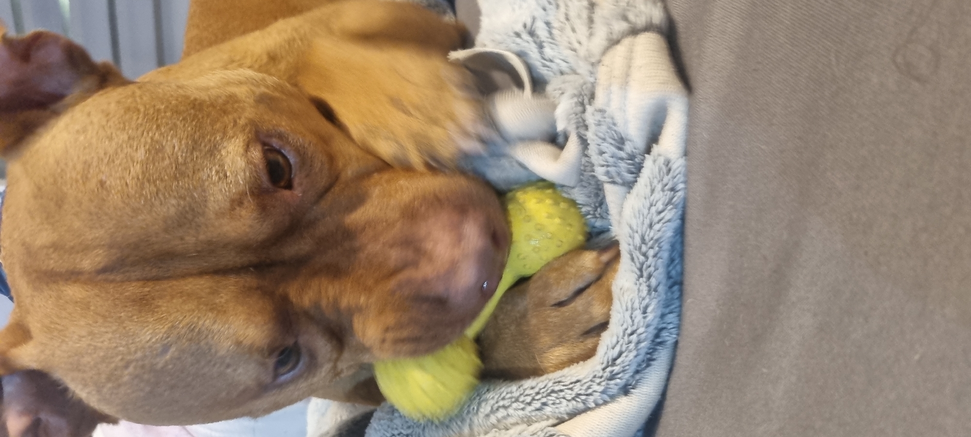 A brown dog lies on a fuzzy grey blanket, holding a textured yellow ball toy in its mouth. The dog is positioned with its head tilted towards the viewer. Part of a grey sofa or chair is visible to the right of the blanket. The location is not identifiable as Sofia, Bulgaria.
