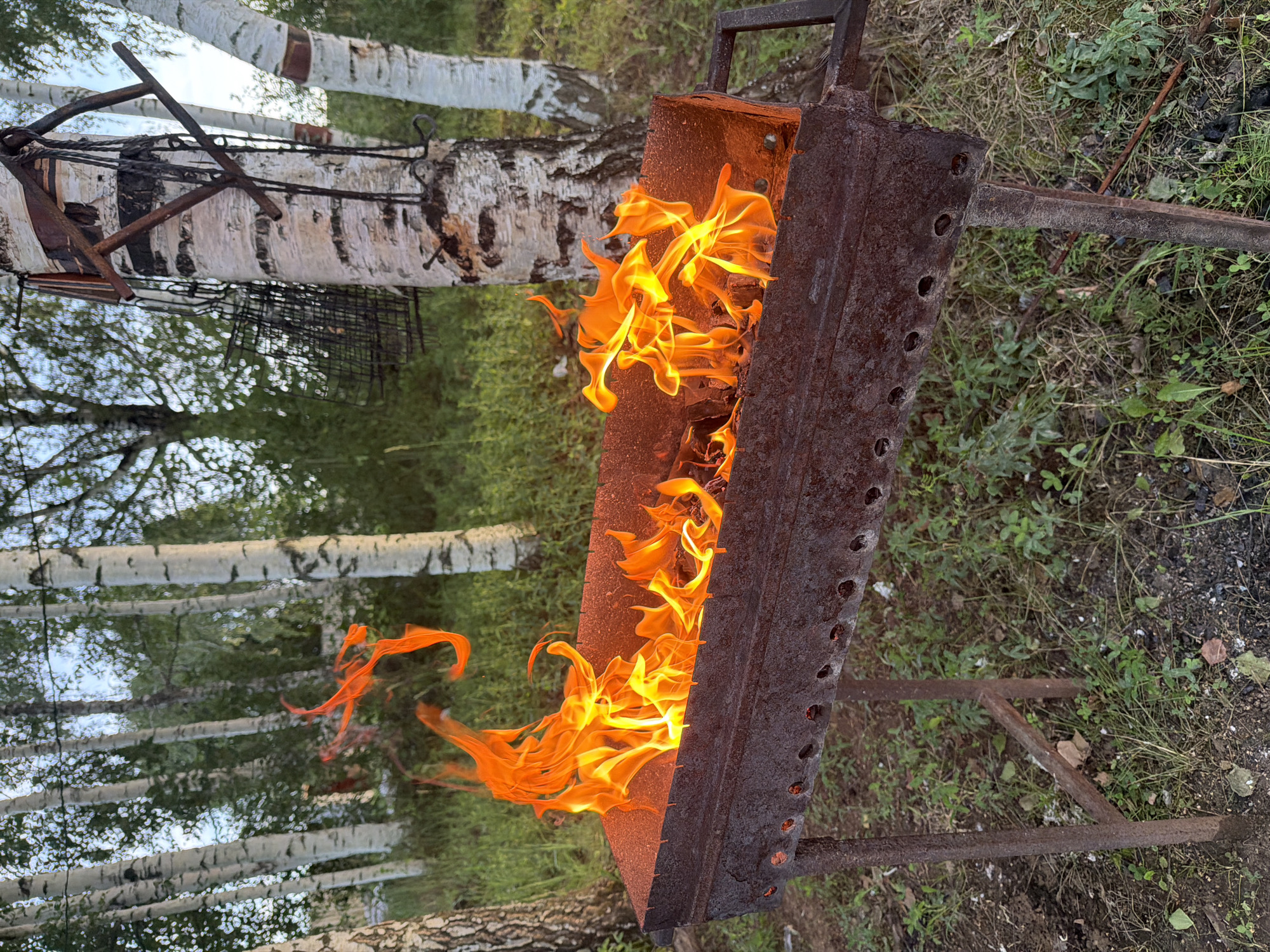 In Dubrova, Russia, a rusty metal barbecue grill stands on a simple metal stand in a grassy, outdoor area. Flames are actively burning within the grill, casting a warm orange glow. Behind the grill, several birch trees are visible, their white bark stark against the green foliage and a bright sky. A metal rack is attached to one of the birch trees. The ground surrounding the grill is covered with grass, dirt, and some scattered leaves.