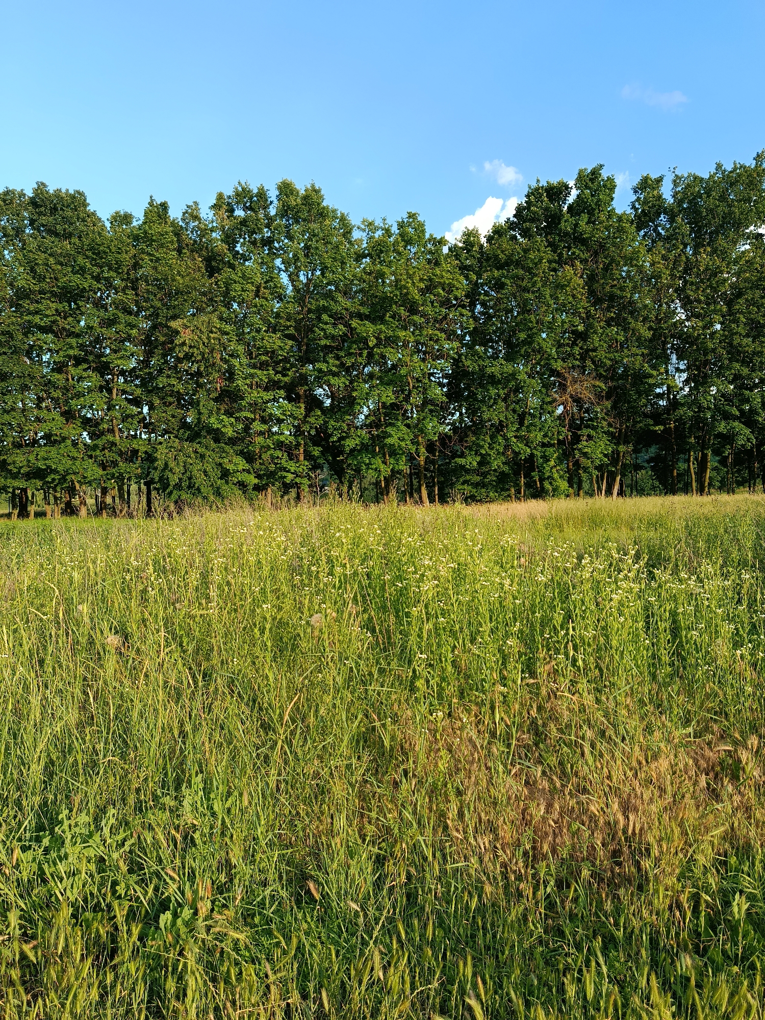 The image depicts a sunlit meadow with a dense line of trees in the background, under a clear blue sky with a few white clouds. The meadow is covered in tall, green grass interspersed with small white flowers and some dry, brown patches. The trees are lush and full, forming a solid green wall that stretches horizontally across the frame. The lighting suggests it is late afternoon or early evening, casting a warm glow on the scene. The location is identified as a field in the city of Yampil, Ukraine. No people or animals are visible.
