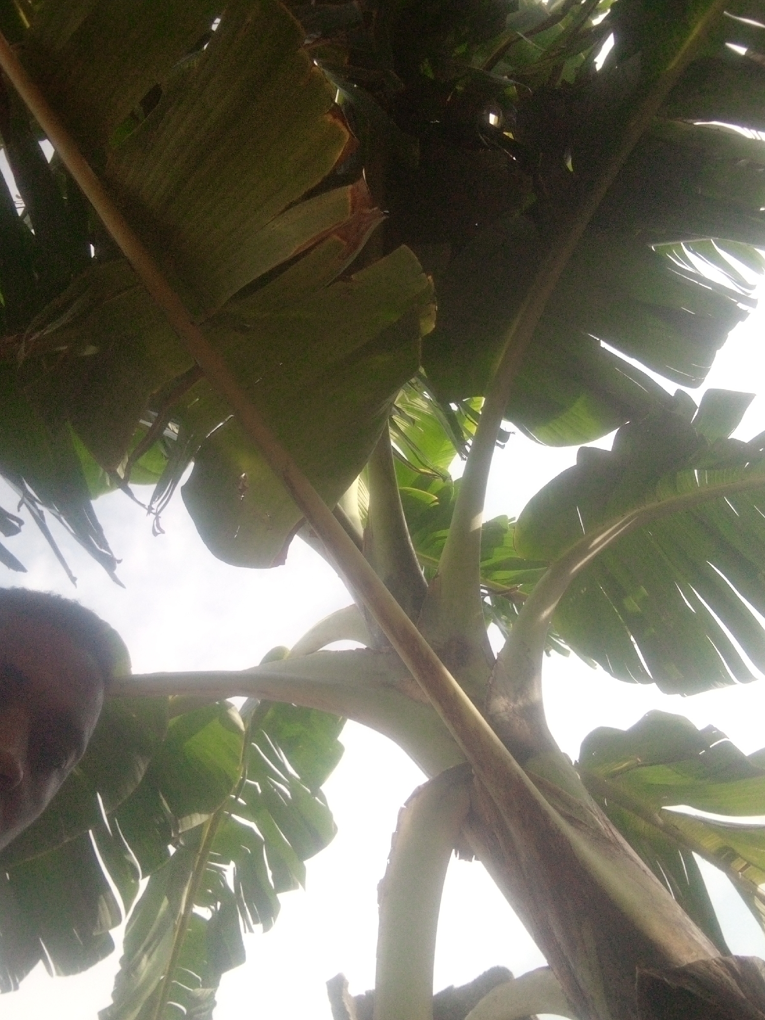 The image shows a low-angle view of a banana tree with large green leaves and thick stalks. Parts of a person's face (forehead and hair) are visible in the lower-left corner, suggesting the photo was taken looking upwards. The sky is visible through gaps in the foliage. The location is indicated to be in the city of Unknown, Unknown.