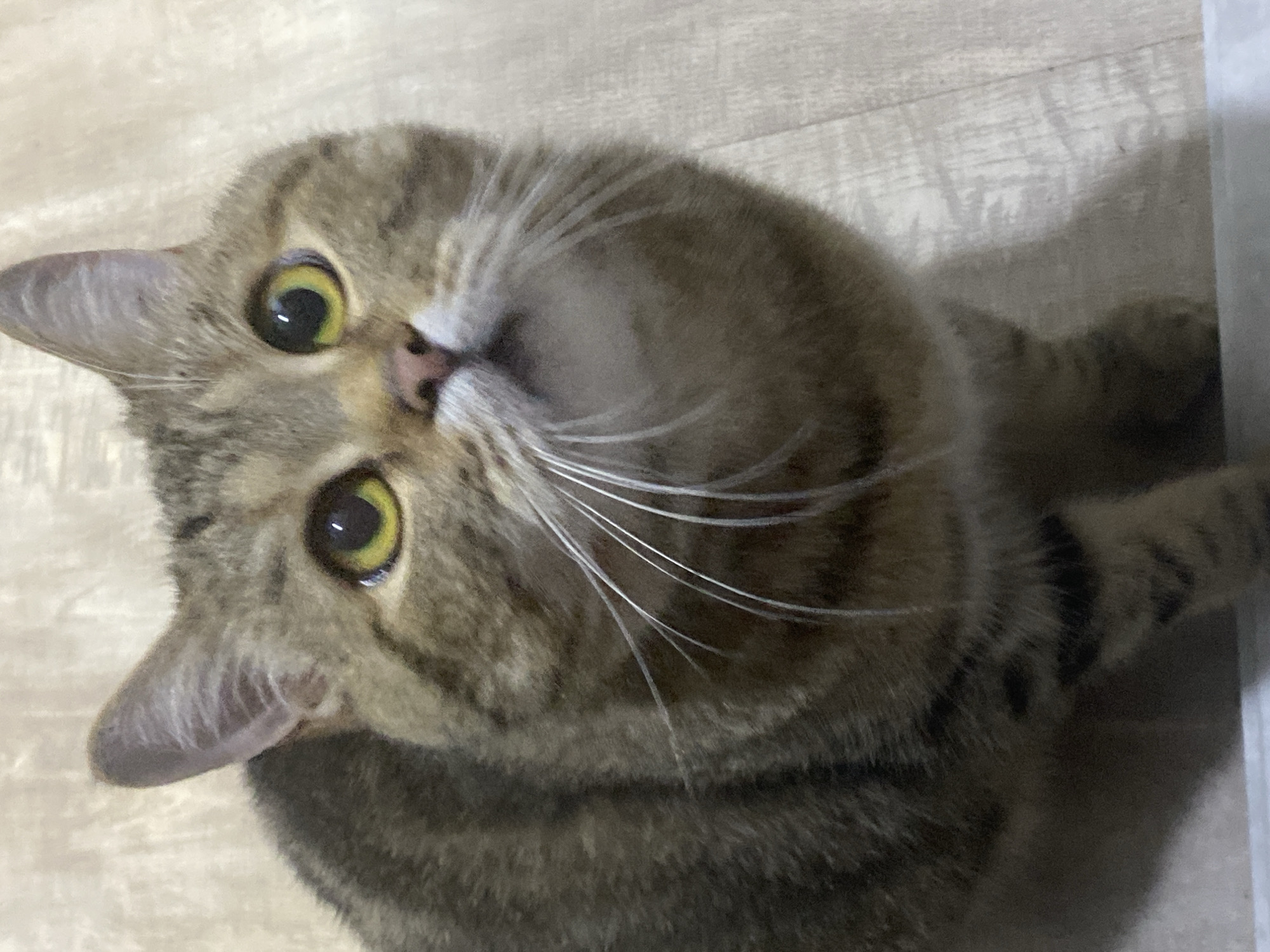 This image depicts a domestic short-haired tabby cat situated indoors in the city of Unknown, Unknown. The cat, characterized by a brown, grey, and black striped coat, is shown in a seated or crouched position, looking upwards and slightly to the right. Its eyes are a prominent yellow-green with dilated black pupils, and numerous white vibrissae extend from its muzzle. The background features a light-colored, subtly textured surface behind the cat's head and upper body, transitioning to a light-colored wooden or laminate floor on the lower and right portions of the frame. No other subjects or objects are clearly discernible.
