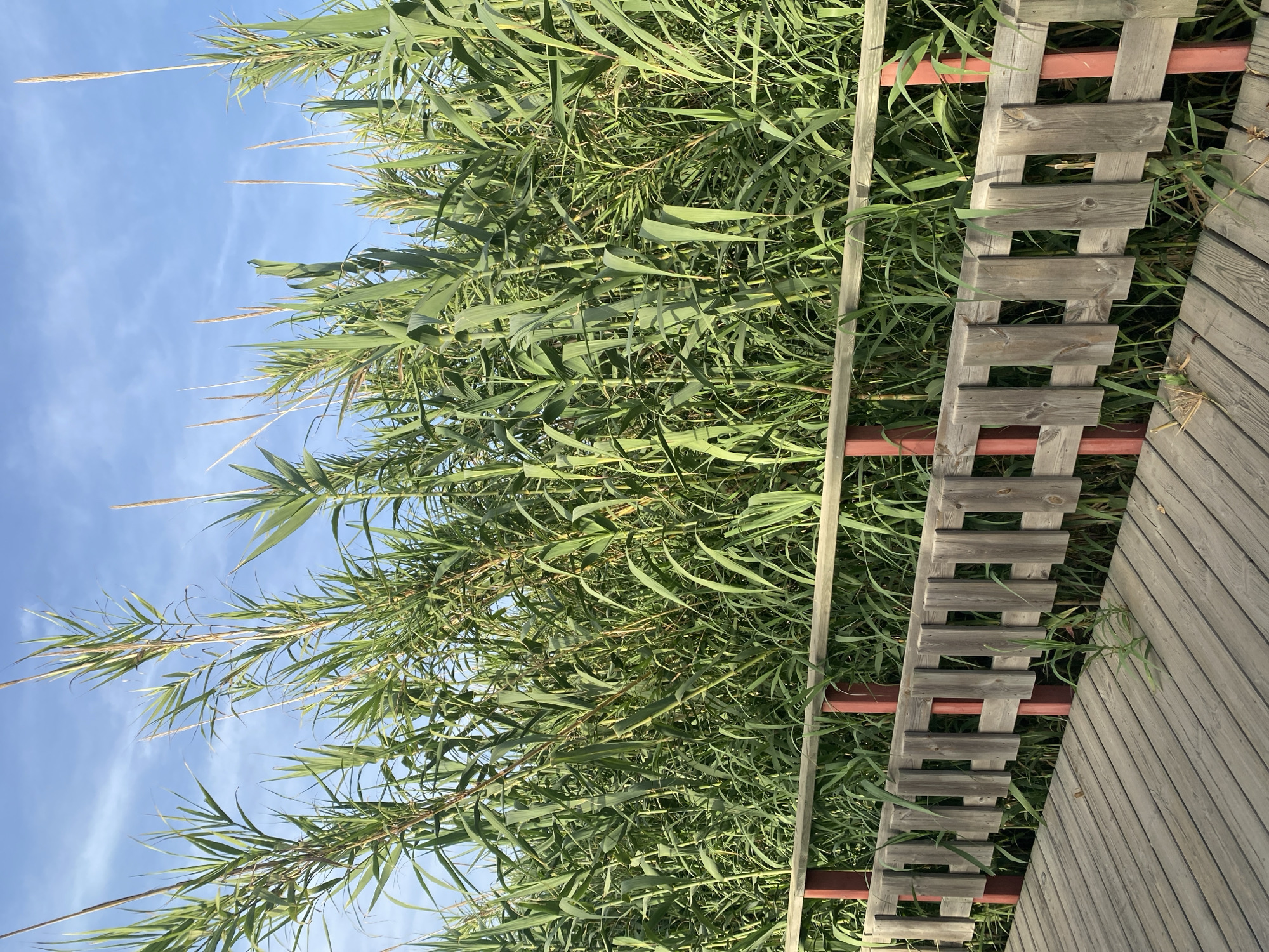The image displays a dense thicket of tall green reeds against a clear blue sky. The reeds are lush and abundant, with long, thin leaves reaching upwards. Interspersed among the reeds, and running vertically through the frame, is a section of a wooden fence with a crisscross pattern. The fence is made of weathered gray wooden planks. To the right of this fence, another section of a wooden structure, possibly a deck or wall, is visible, constructed from horizontal planks. The lighting suggests it is daytime, with bright sunlight casting shadows. The scene appears to be outdoors, likely in a natural setting given the presence of reeds, possibly near water given the association of reeds with aquatic environments. The overall impression is one of natural abundance juxtaposed with man-made structures. There is no visible text in the image.