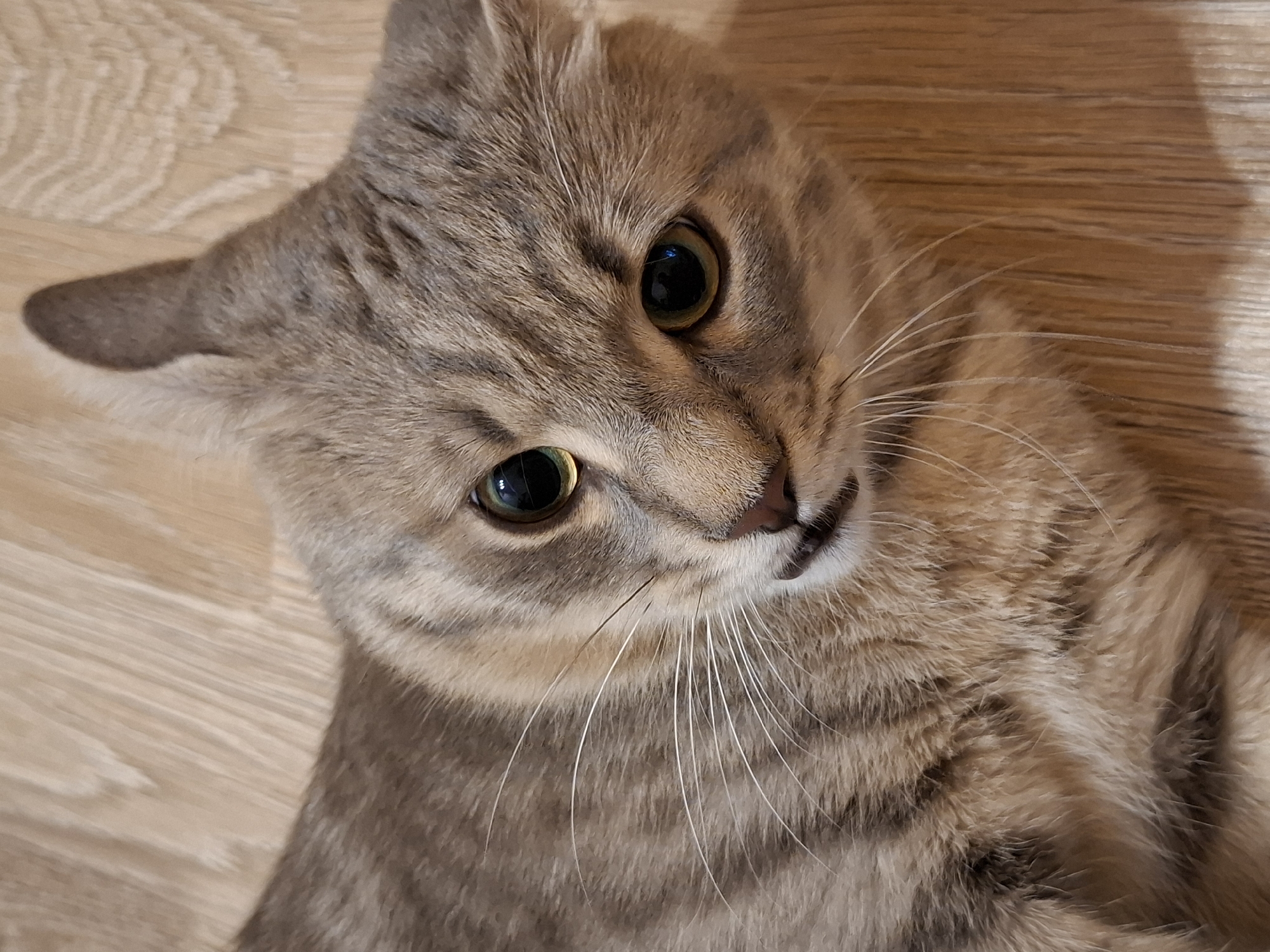 A close-up shot shows a tabby cat lying on a wooden floor. The cat's head is tilted to the side, with its ears perked up. Its eyes are open and focused, with green irises and black pupils. The cat's fur is a mix of grey and brown stripes. The wooden floor has a light brown color and a visible grain pattern. The image is well-lit and sharp, allowing for a clear view of the cat's features. There are no people or other animals visible in the image. There is no indication of the location in Zemun Urban Municipality, Serbia.