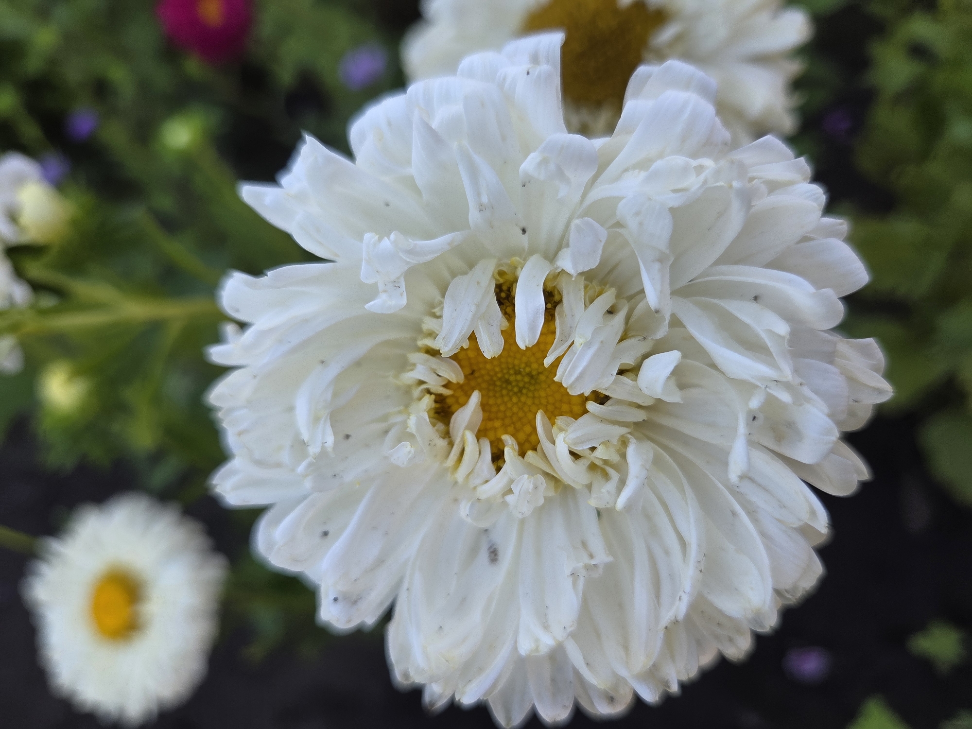 This is a close-up, eye-level, outdoor, macro photograph of a white aster flower in the foreground. The flower is in full bloom and its petals are tightly packed, creating a textured appearance. The center of the flower is a vibrant yellow. In the background, a second white aster flower is visible, slightly out of focus, with a bright yellow center. Further in the background, out-of-focus areas of green foliage and a blurred pink flower can be seen. The scene appears to be a garden or park setting. The photograph was taken in Ulyanovsk, Russia.