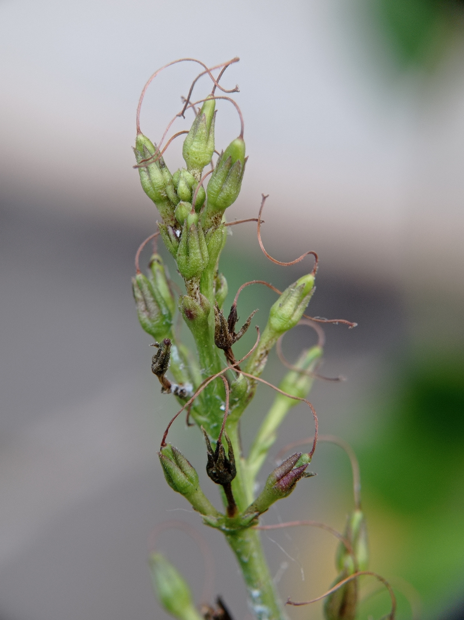 A close-up, vertical shot shows a green plant stalk with small, tightly closed buds and delicate, curved brown tendrils extending from them. Some buds are a lighter green, while others show hints of purple and red at their tips. There are also a few dried, dark brown remnants of what appear to be past buds or flowers scattered along the stalk. The background is softly blurred, with a muted gray on the left transitioning to a vibrant green on the right, suggesting an outdoor setting. The image does not contain any people or specific urban features.