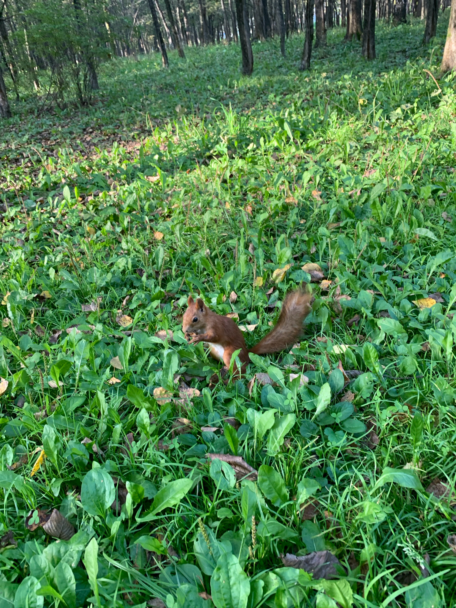 A red squirrel is pictured in a grassy clearing within a forest. The squirrel is facing left, holding a nut in its paws and appears to be eating. Its tail is bushy and curved upwards. The ground is covered in green grass, fallen leaves, and some low-lying plants. Trees are visible in the background, with their trunks forming a dense line and dappled sunlight filtering through the canopy. The image was captured in Prokopyevsk, Russia.