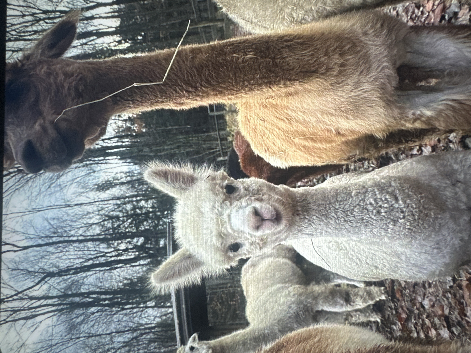 The image shows a group of alpacas in an outdoor enclosure. The alpacas are of various colors, including white, light brown, and dark brown. They are standing on a ground covered with fallen leaves and some straw. In the background, there are bare trees, indicating a cold season, and a wooden structure. One alpaca in the foreground, a white one, is looking directly at the camera with large, dark eyes and a pink nose. Another alpaca, light brown, is to its right, with a strand of hay hanging from its mouth and neck. The alpacas appear to be calm and are in a natural setting, possibly a farm or an animal sanctuary. There is no indication of the location being within the city of Tallinn, Estonia.