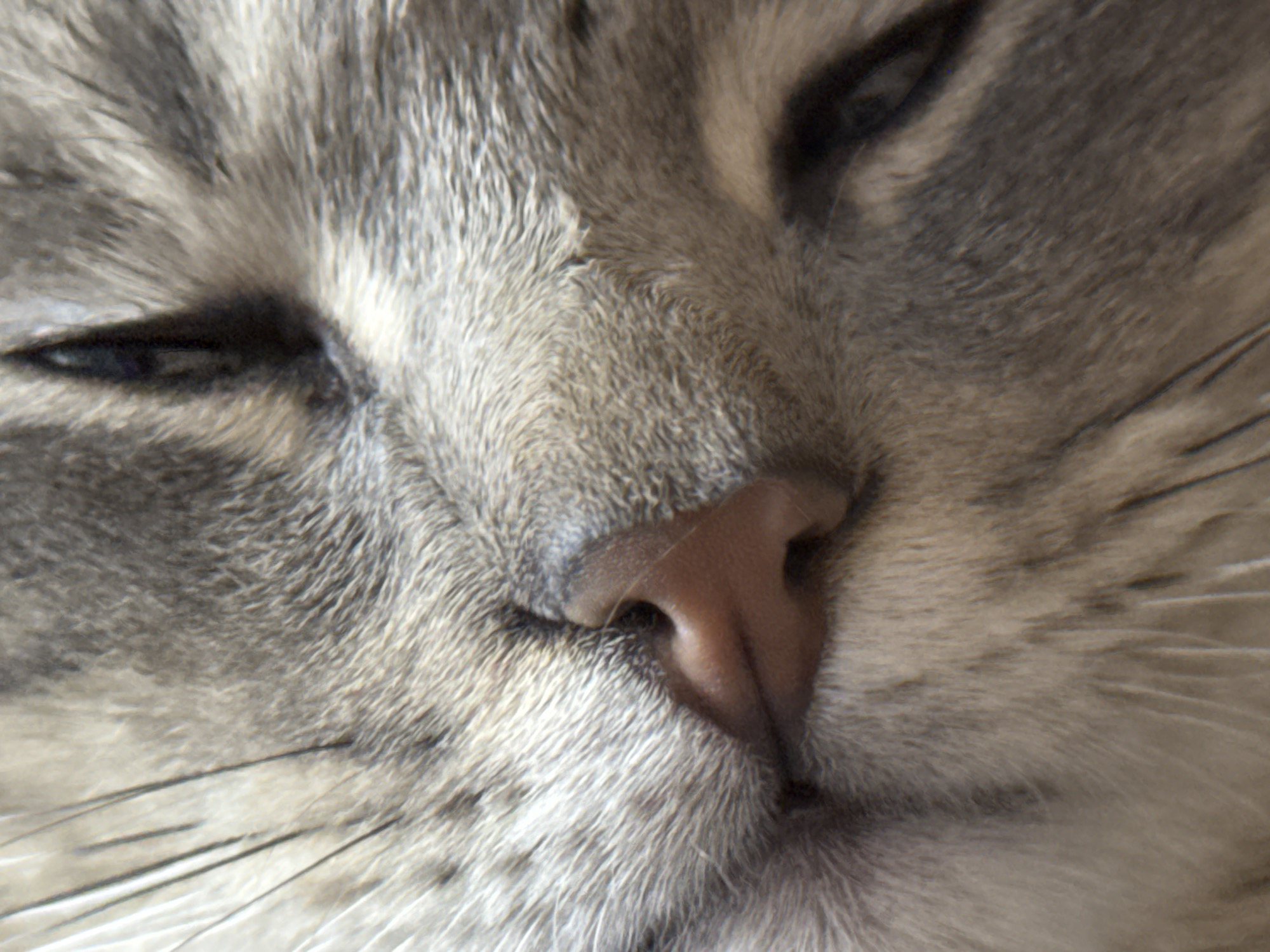 A close-up, angled photograph captures the face of a domestic feline, specifically a cat exhibiting gray and white tabby markings. The animal's eyes are closed or heavily lidded, indicating a state of repose. A pinkish-brown nose is prominently featured on the left side of the frame, with numerous individual whiskers visible, extending horizontally from the muzzle area. The fur displays a pattern of varied shades of gray, white, and subtle brown tones, forming distinct stripes and mottling. The background is out of focus, suggesting an indoor environment, with no discernible objects or features beyond the subject. This scene is located in the city of Kurganinsk, Russia.