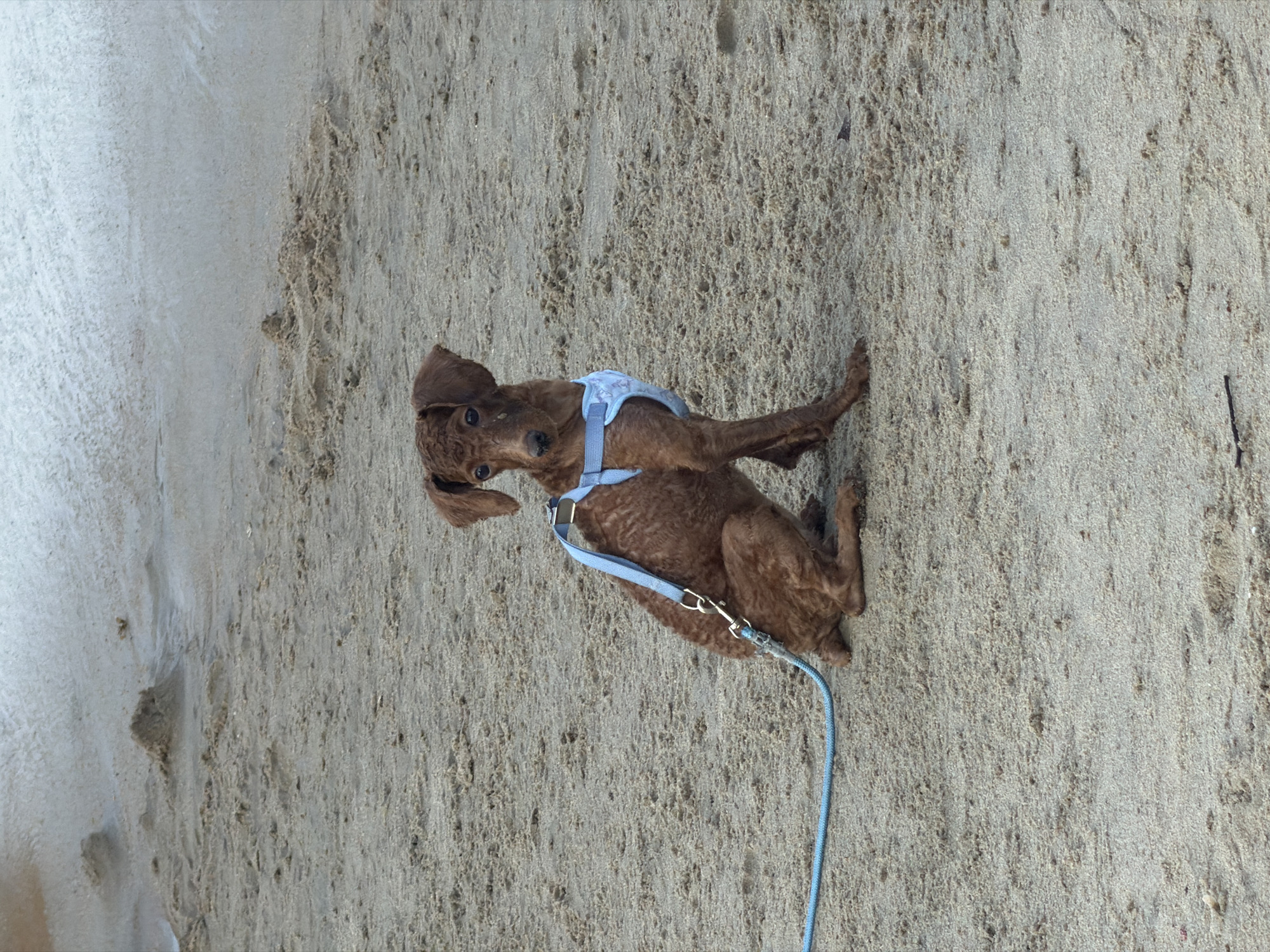 A brown poodle mix dog with curly fur sits on a sandy beach in Nha Trang Ward, Vietnam. The dog is wearing a light blue harness with a white floral pattern and is attached to a blue leash. The beach appears wet in the background, suggesting it is close to the water's edge. The sand is light brown and textured with small pebbles and debris. The dog is looking towards the camera with its ears perked up.