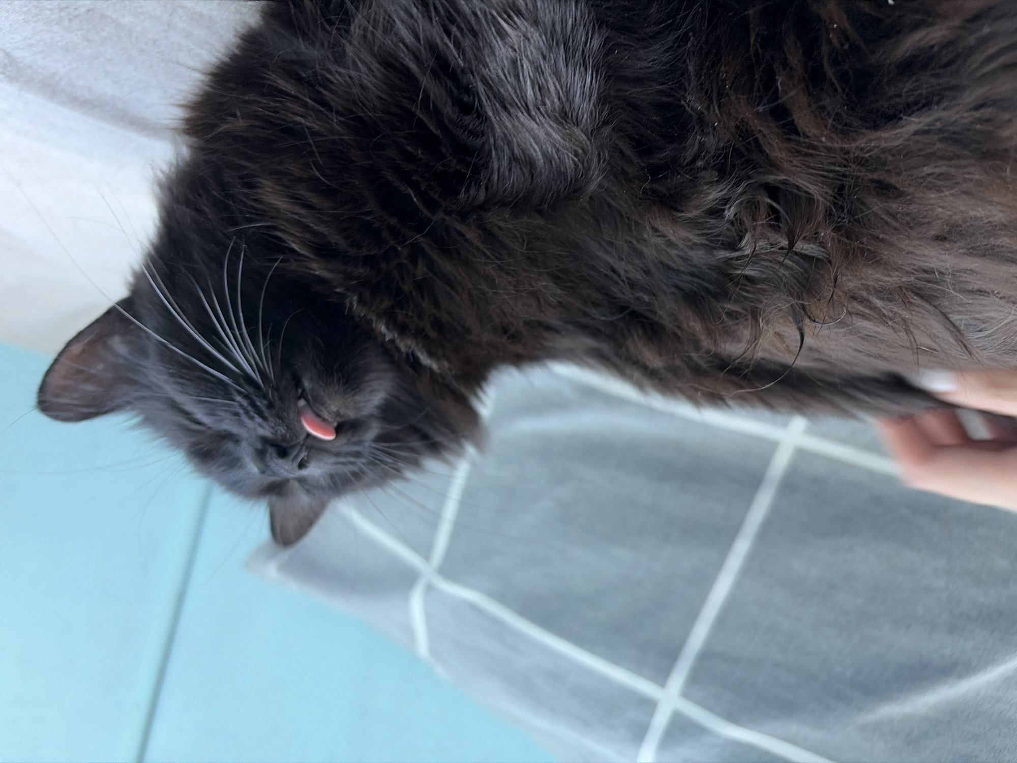 A black cat with its tongue sticking out lies on a light-colored surface, with a textured gray pillow and a blue wall in the background. A hand is visible in the upper left corner, gently touching the cat's fur. The lighting suggests an indoor setting. The image does not provide any information about the location in the city of Kyiv, Ukraine.