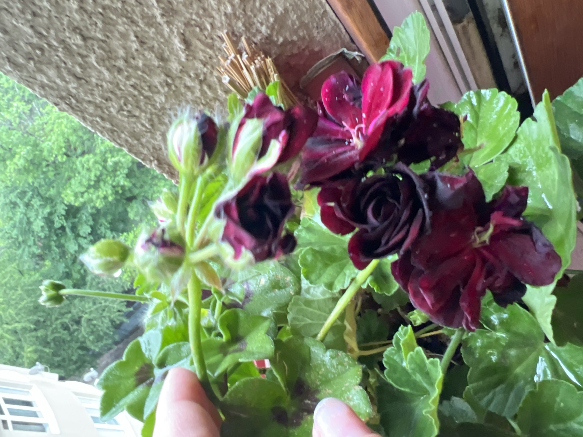 The image features a potted plant with dark red geranium flowers and green leaves. The leaves and flowers appear to have water droplets on them. A hand is partially visible at the bottom of the frame, seemingly touching the plant. The background includes a window or opening with a view of green trees and a portion of a building exterior with white windows. A textured, tan-colored surface is visible above the plant, possibly a wall or ceiling. There is no specific evidence in the image to support the claim that it was taken in Sochi, Russia.