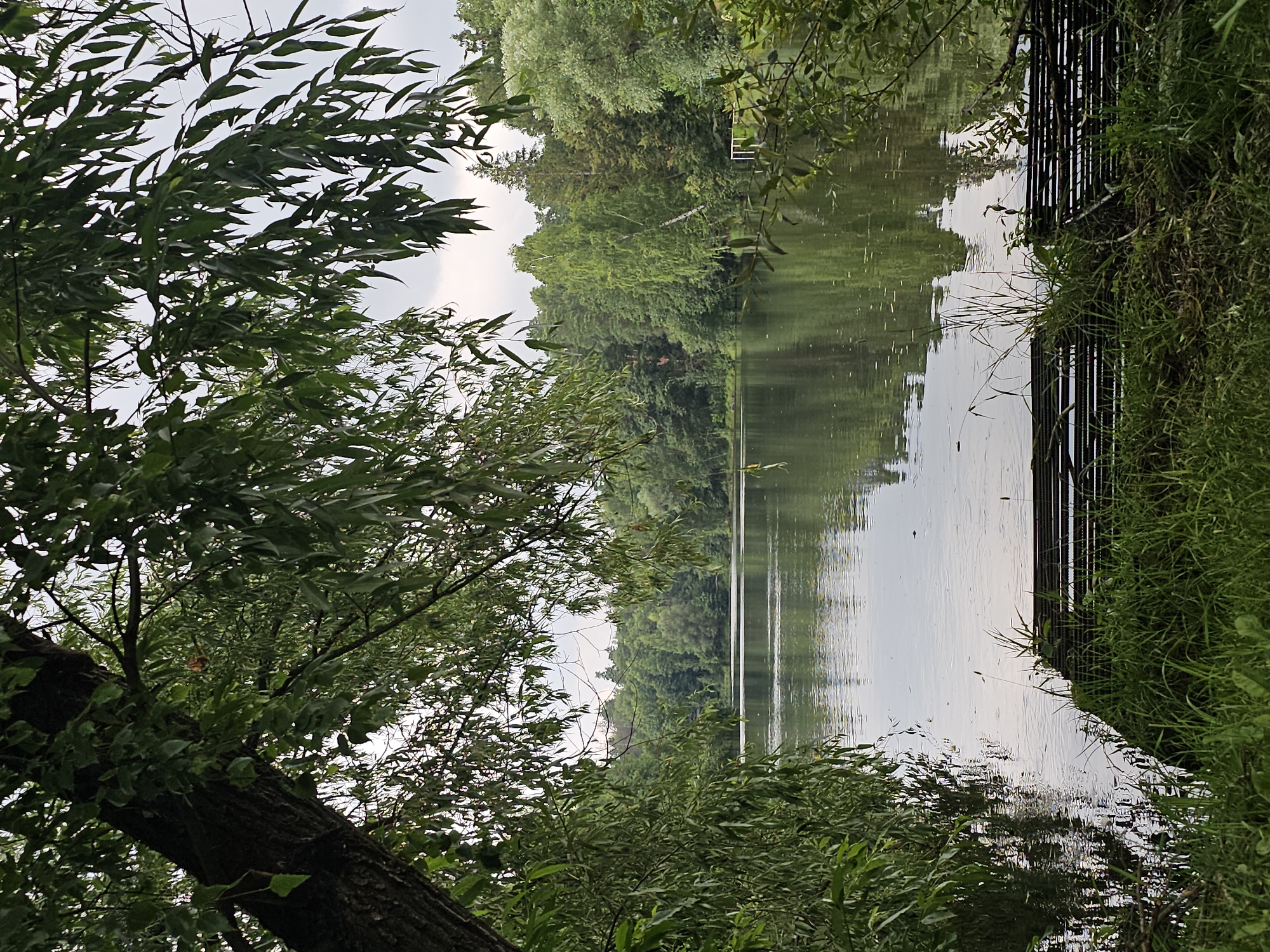 This image depicts a tranquil natural scene at the edge of a lake in Ulitkino, Russia. The foreground is dominated by lush green grass and the dark, textured bark of a large tree trunk on the left, with its branches and leaves creating a natural frame for the view. In the lower right corner, a slatted wooden structure, possibly a dock or a seating area, rests on the grassy bank, partially submerged in the water.
The lake itself stretches across the middle ground, its surface reflecting the surrounding greenery and the overcast sky. The water appears calm, with ripples indicating a gentle breeze. Across the lake, a dense forest line forms the backdrop, composed of various shades of green from deciduous and coniferous trees. A small, white structure, possibly a part of a pier or a small building, is visible on the far bank among the trees. The overall atmosphere is serene and untouched, suggesting a peaceful rural or park setting. There are no people or animals visible in the frame.