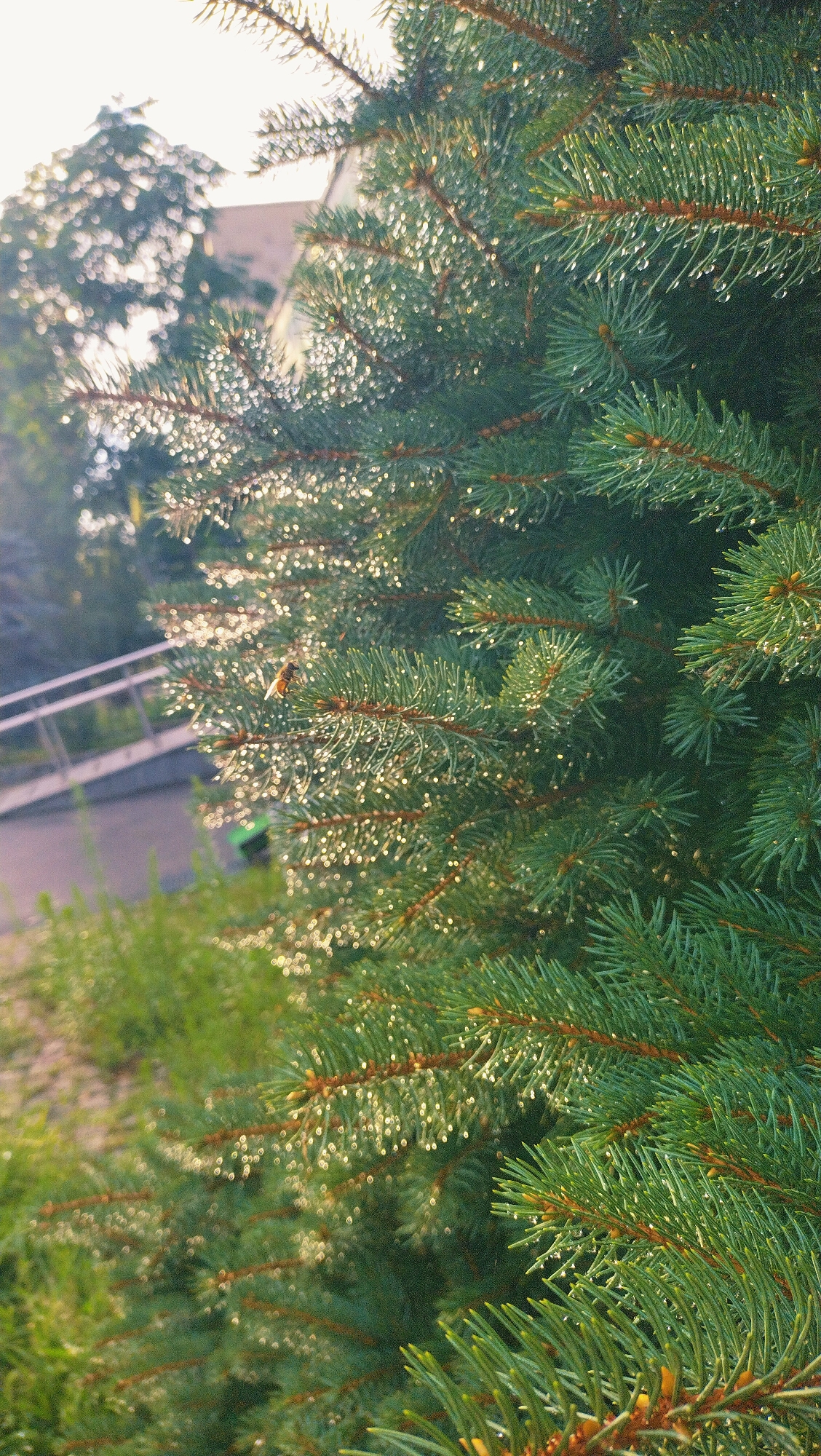 A close-up, sunlit shot of a spruce tree branch shows dew drops clinging to its needles. The blurred background reveals a building and some greenery, hinting at an outdoor urban setting, possibly in Horishni Plavni, Ukraine. A bee is visible perched on a needle, its wings slightly blurred by movement. The light reflects off the dew drops, creating a shimmering effect on the branch.