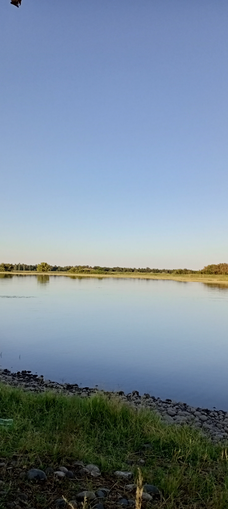 A vertical, full-shot photograph captures a tranquil river scene under a clear, pale blue sky. The water's surface is calm, reflecting the sky and the distant treeline. In the foreground, a rocky shore is covered with patches of green grass and some scattered dry foliage. The far bank is lined with a dense band of green trees and vegetation, with a single, lighter green tree standing out near the center. The scene appears to be a natural landscape, possibly a park or a rural area. There are no people or animals visible in the image. The lighting suggests it is either early morning or late afternoon. This image is unlikely to be from the city of Aral, Kyrgyzstan, as Aral is famously associated with the shrinking Aral Sea, a vastly different landscape.