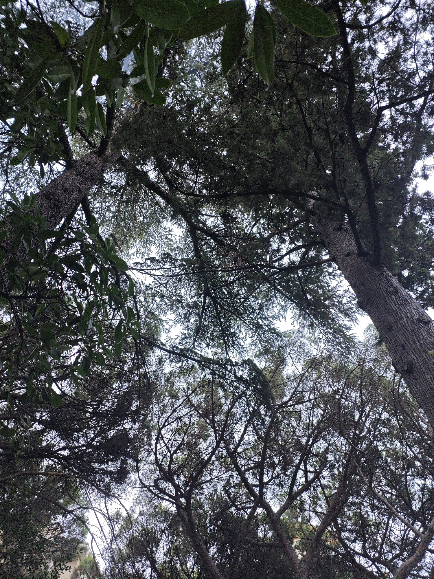 This is a low-angle, ground-level outdoor photograph looking up into the canopy of trees. The scene is dominated by dense foliage and a network of branches against a bright, overcast sky. The texture of tree bark is visible on several trunks, suggesting mature trees. The leaves are varied, with some appearing broad and dark green, while others are finer and needle-like, characteristic of conifers. In the lower left corner, a portion of a building with beige-colored walls and windows is partially visible, indicating an urban or semi-urban environment. The overall impression is one of a lush, overgrown natural space within or adjacent to a populated area. The photograph was taken in Yalta, Ukraine.