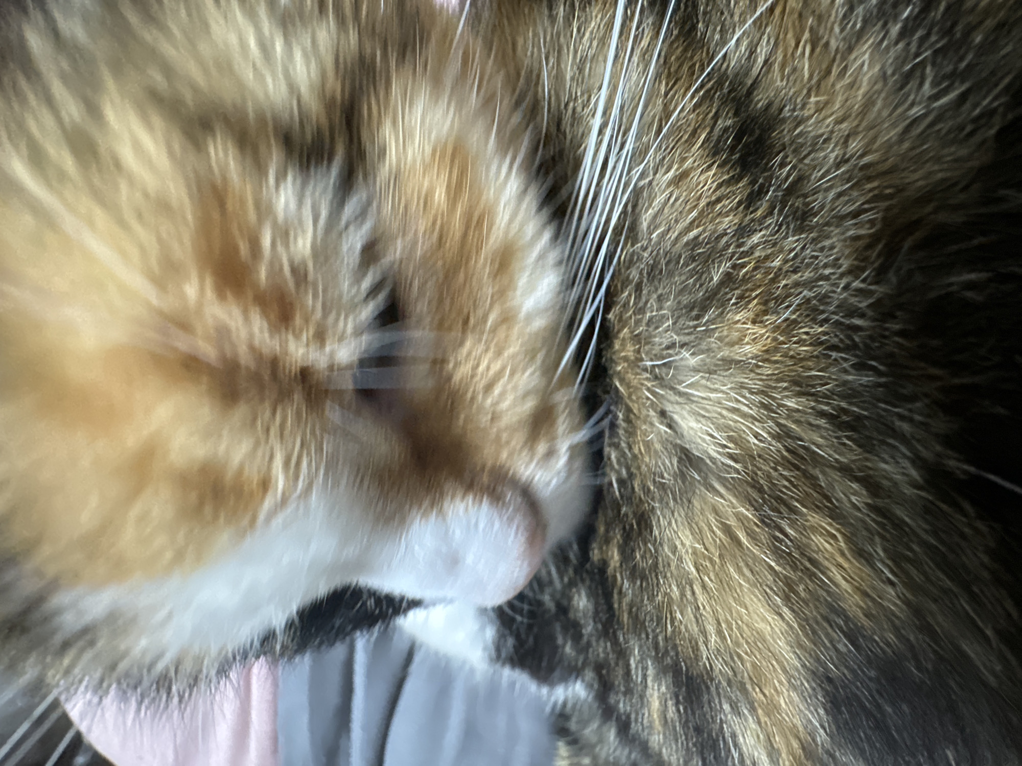 The image is a close-up, horizontal shot of a domestic cat, likely resting or sleeping. The cat displays a distinctive tri-color fur pattern, characteristic of a calico or tortoiseshell, featuring patches of orange/ginger, white, and dark brown/black fur with tabby stripes.
The cat's head is visible on the left side of the frame, with a prominent white snout and chin area. Long, white whiskers extend from its face, particularly noticeable on the right side. The cat's left eye and ear are mostly obscured by its own fur or the composition, contributing to a soft and intimate portrayal.
The fur on the cat's body, primarily on the right side of the image, shows a detailed mix of dark brown, black, and ginger stripes. This area appears to be in sharper focus compared to the cat's face, which has a slightly blurred effect.
The background is indistinct, appearing as soft, light-colored fabric in shades of grey and subtle pink, visible beneath the cat's chest and chin. The lighting suggests an indoor setting. No discernible text is present in the image. The overall impression conveyed is one of tranquility and comfort.