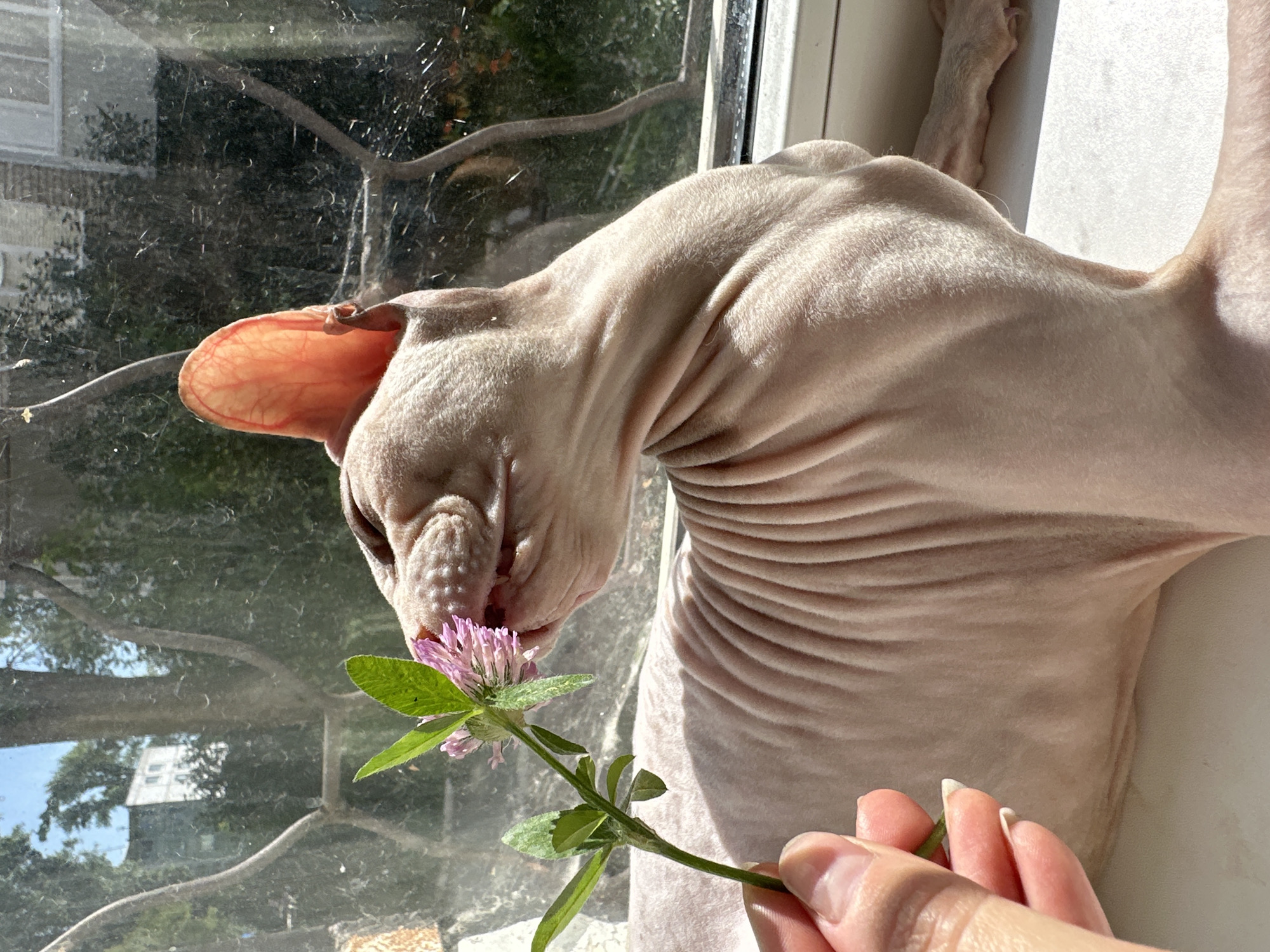 A light pink Sphynx cat is on a windowsill, facing a pink clover flower held by a human hand. The cat's skin is wrinkled, and its ears are large and translucent. Sunlight streams in from a window behind the cat, casting shadows and highlighting its features. The background shows a reflection of trees and a building in the window, suggesting an urban outdoor environment. There are no specific landmarks or indicators that place the scene in Togliatti, Russia. The image captures a moment of sensory exploration by the cat.