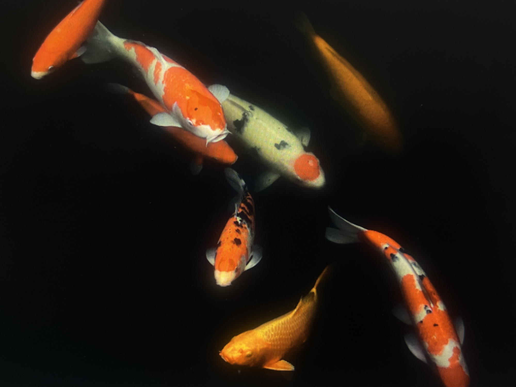 The image shows a top-down view of several koi fish swimming in dark water. The fish are predominantly orange and white, with some also exhibiting yellow and black markings. The water appears still and reflective, with the dark background obscuring any distinct environmental features. There are no people or any structures visible in the image. The scene depicts aquatic life in a natural or controlled pond environment. There is no information within the image to suggest a specific location within Casablanca, Morocco.