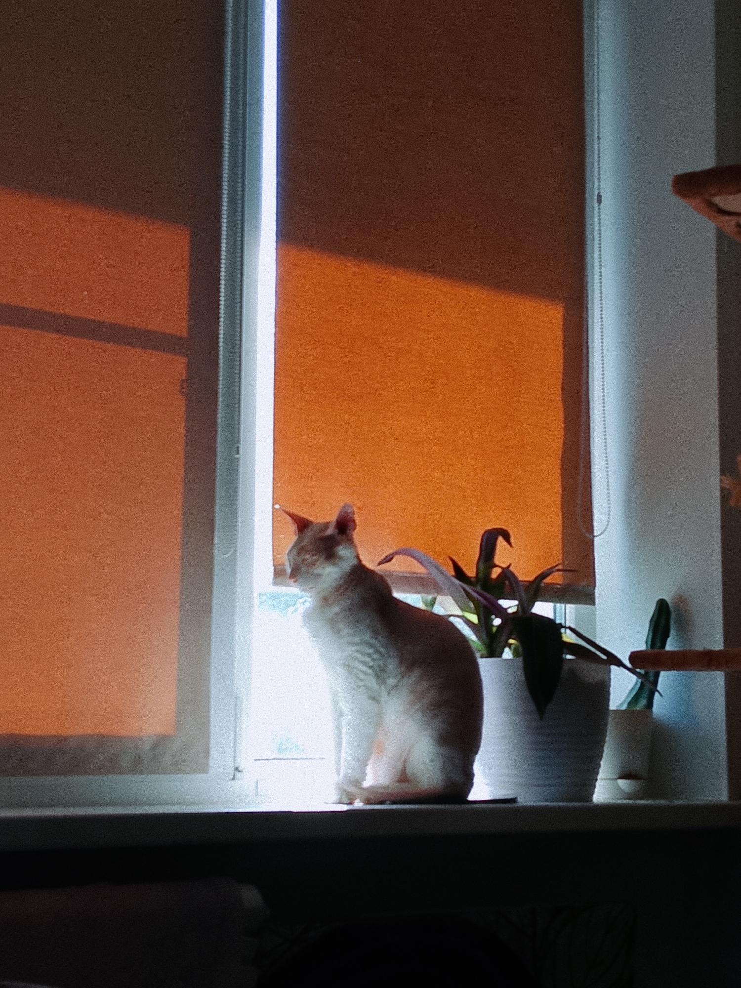 A cat sits on a windowsill next to two potted plants. Orange window shades are partially drawn behind the cat, creating a light and shadow effect. The scene is softly lit. The specific location in the city of Chaikovsky, Russia, cannot be confirmed from the image alone.