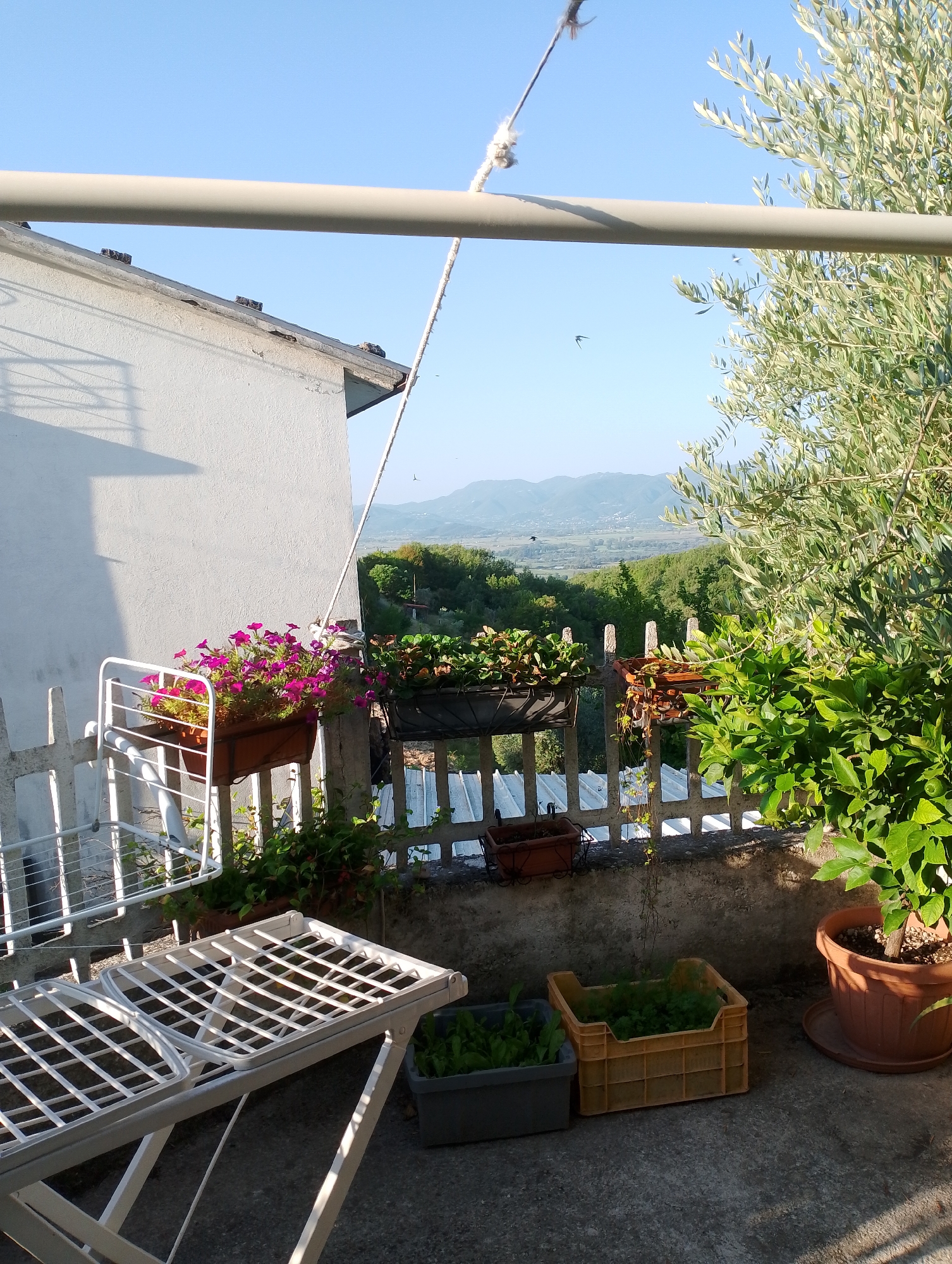 The image shows a close-up view of a balcony overlooking a valley. In the foreground, a white drying rack is positioned on the concrete floor. Behind it, a grey plastic container holds green leafy plants, and a yellow plastic crate also contains green plants. To the right, a terracotta pot holds a leafy plant. A white fence runs along the edge of the balcony, with several planters attached to it. One planter overflows with vibrant pink flowers. Beyond the fence, the landscape slopes down into a valley filled with trees, with mountains visible in the distance under a clear blue sky. An olive tree with green leaves is prominent on the right side of the frame. A white pipe runs horizontally across the top of the image. Several small birds are visible in flight against the sky. The scene appears to be a residential balcony in Rivodutri, Italy, in the morning or late afternoon based on the sunlight.