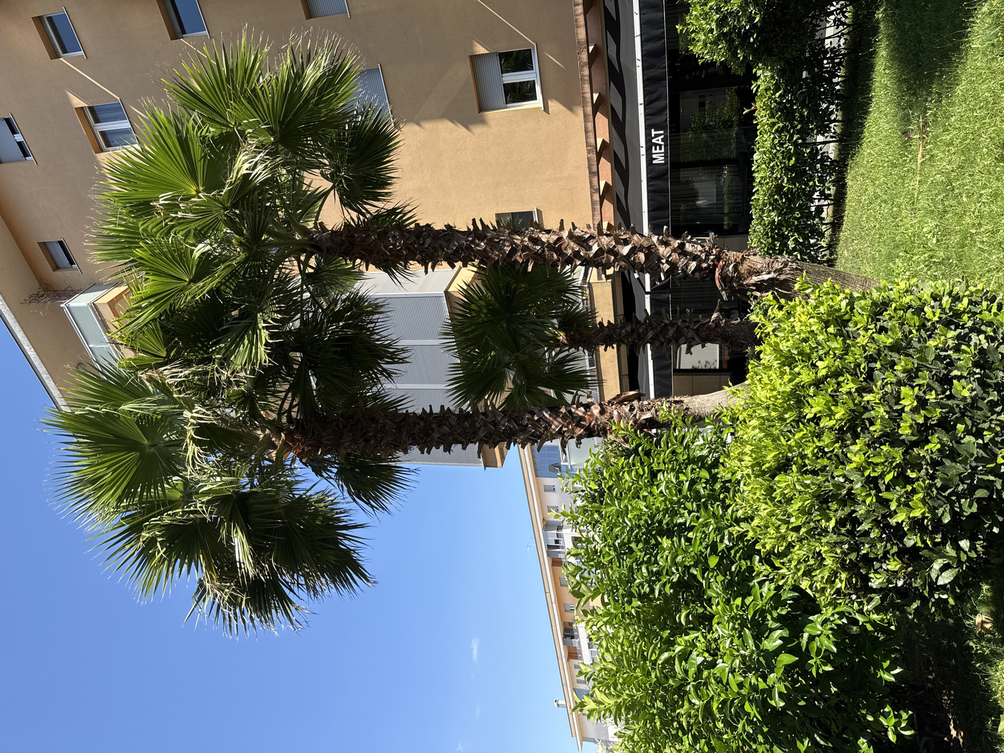 This media file captures a bright, sunny outdoor scene featuring architectural elements and lush vegetation. In the foreground, two palm trees with weathered trunks and green fronds are prominent. Behind the trees, a multi-story building with a light brown facade is visible, featuring numerous windows with reflective blinds. To the right of the building, a section of a black awning with white lettering that reads "MEAT" is displayed. Adjacent to the building and awning is a well-maintained green lawn, and further to the right, a dense green hedge. The clear blue sky suggests it is daytime, likely late morning or early afternoon given the strong sunlight and shadows. The overall impression is one of a commercial or residential area with a tropical or subtropical ambiance. There are no people visible in the image.