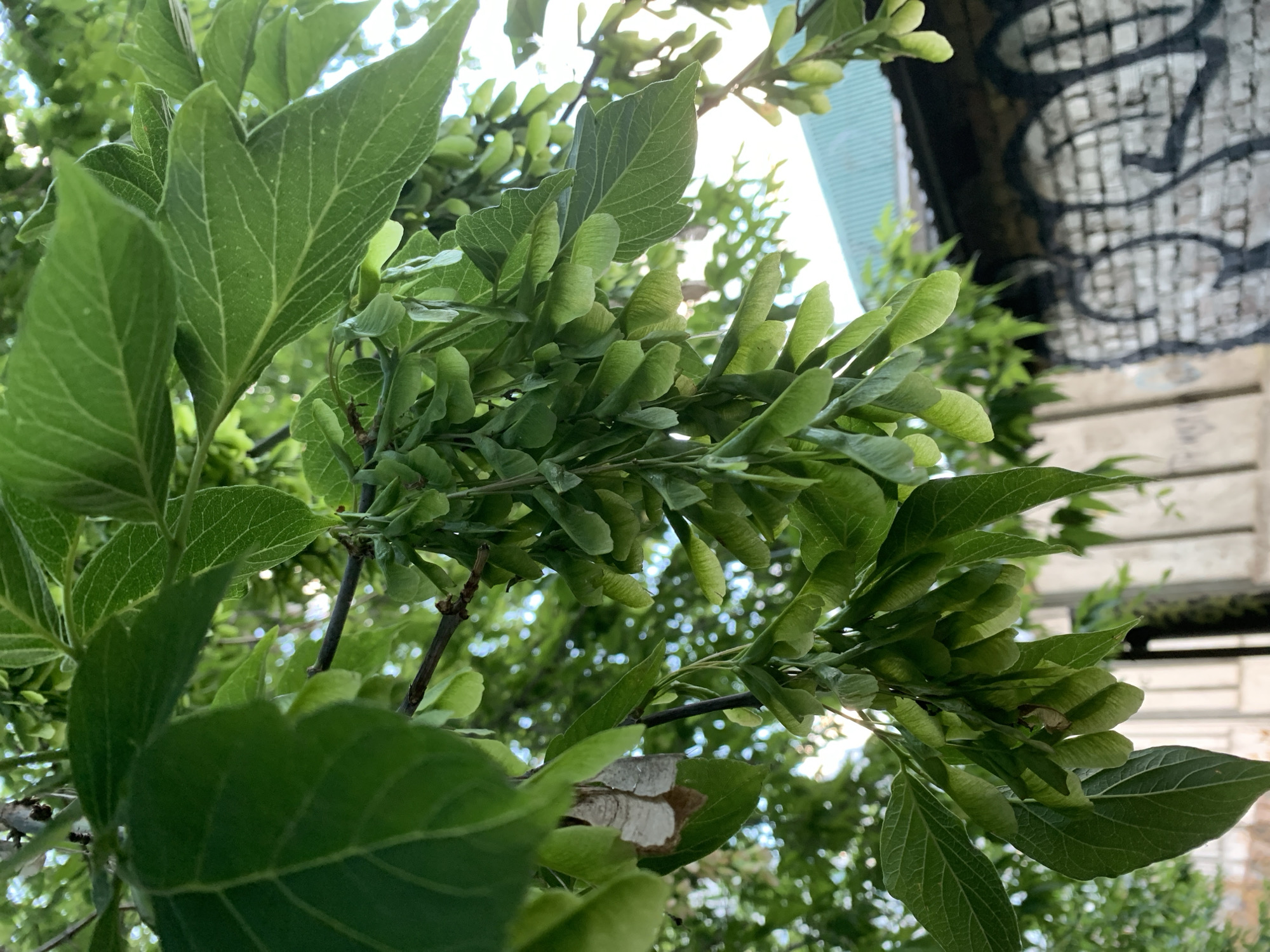 A close-up, eye-level shot captures a cluster of immature green maple seeds hanging from a branch, with large green leaves surrounding them. The background is blurred, showing a light-colored brick wall with graffiti and a teal-colored roof. The lighting suggests it is daytime.