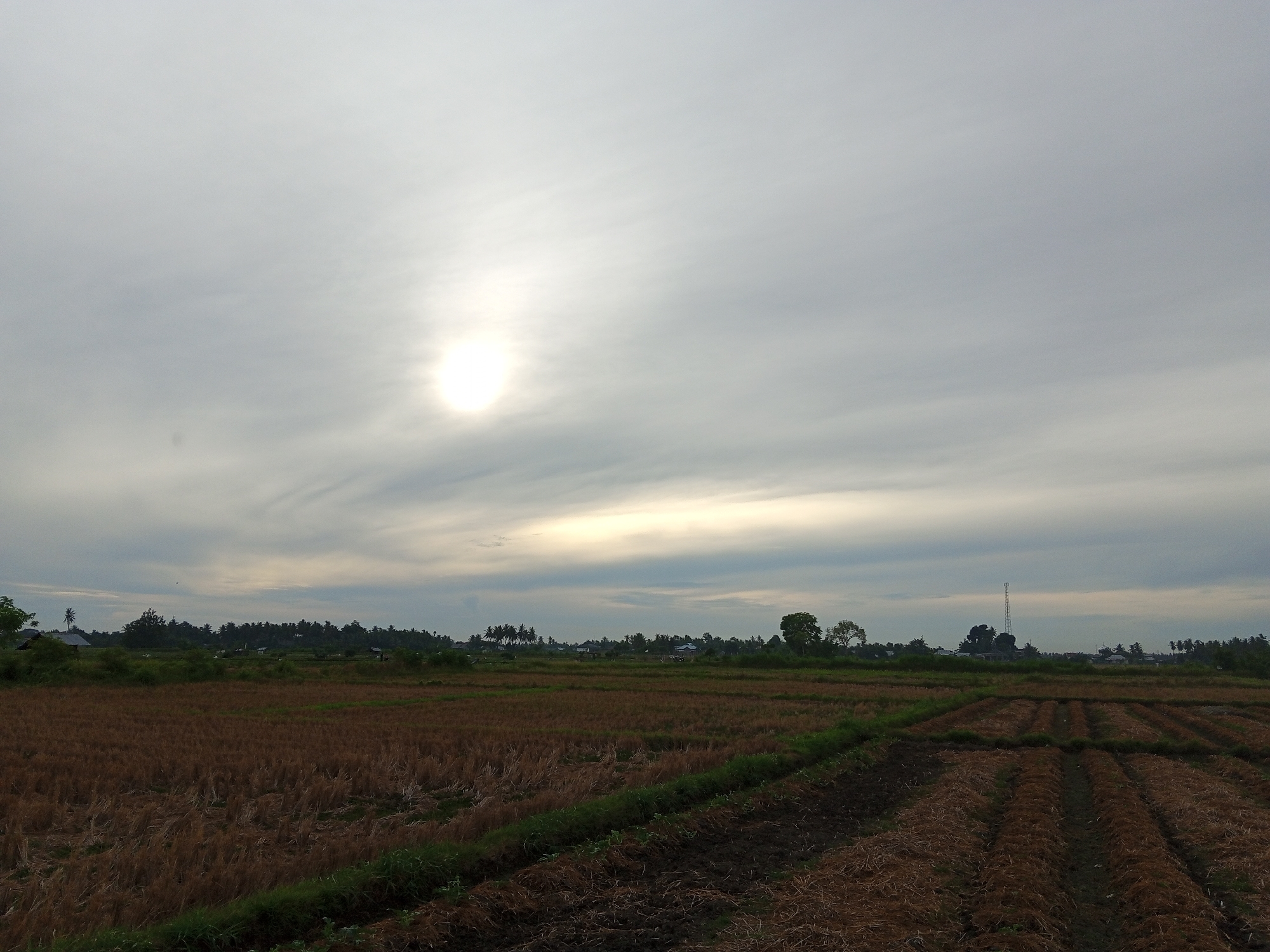 The image captures a wide, low-angle view of a rural landscape in Geudongalue, Indonesia, under a cloudy sky with a partially visible sun. The foreground features rows of dry, brown vegetation, likely harvested rice stalks, indicating agricultural activity. The middle ground consists of a larger field of similar dry vegetation, with some patches of green grass and narrow irrigation channels running through it. In the distance, a line of trees separates the fields from a scattering of small buildings and a tall telecommunications tower. The sky is overcast, with the sun creating a bright, diffused glow through the clouds, suggesting it is either early morning or late afternoon. There are no people or animals visible in the scene.