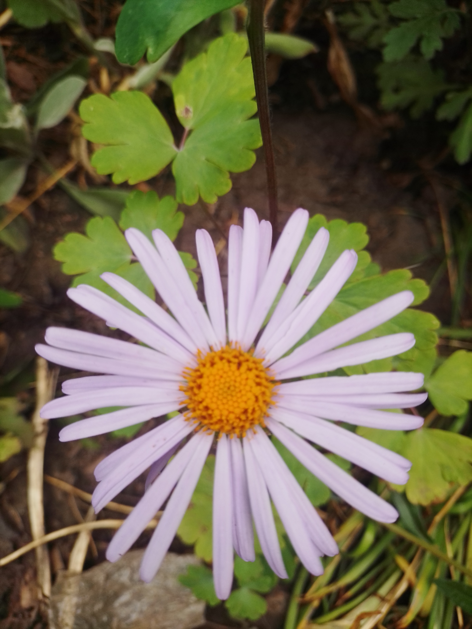 A single, pale purple daisy-like flower with a bright yellow center is in full bloom, facing the camera. The flower is positioned slightly off-center to the right. Surrounding the flower are green leaves with lobed edges and dry, brown plant material. The background consists of dark soil and more greenery, suggesting an outdoor setting in a natural environment. The scene is captured in Ustyvytsia, Ukraine.