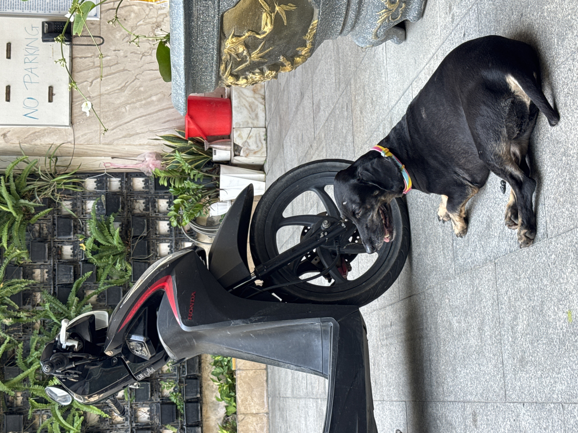 A black and tan dachshund dog with a colorful collar lies on a tiled outdoor patio next to a black Honda scooter. The dog is facing to the left, with its tongue slightly out. The scooter is parked and appears to be an automatic transmission model. In the background, a wall is covered with black planters holding green ferns and other plants. Above the planters, a white sign with blue lettering reads "NO PARKING". A red bucket and a large decorative stone urn are also visible. The scene suggests an urban setting in Nha Trang, Vietnam, possibly a residential area or a commercial establishment.