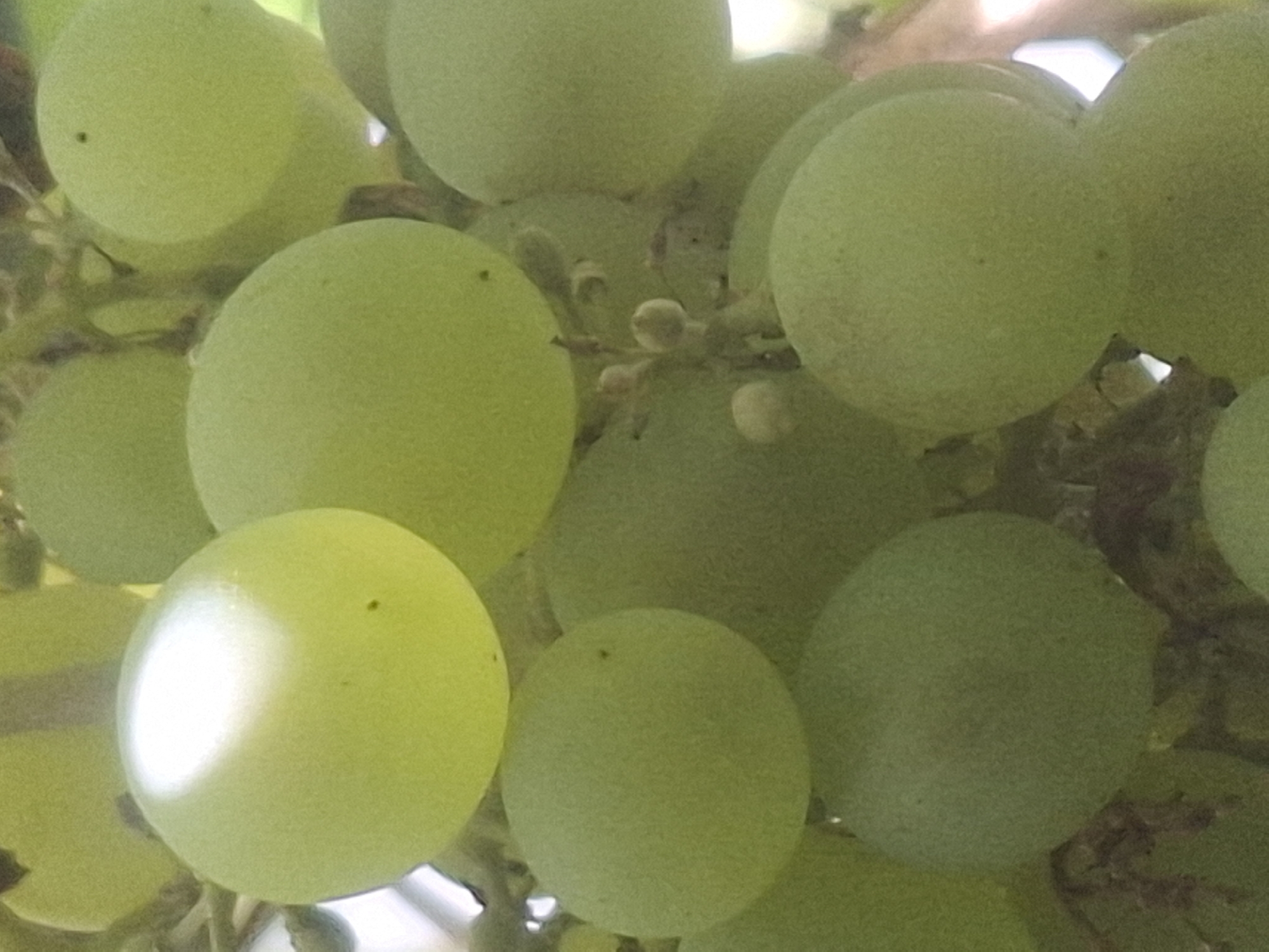 A close-up, eye-level shot shows a bunch of green grapes hanging from a vine. The grapes are round and plump, with a smooth, slightly dusty skin. Some of the grapes are brightly lit by the sun, while others are in shadow. The background is blurred, but appears to be a mix of green foliage and possibly a hint of sky or building. There are no people or animals visible in the image. The image is taken in Almaty, Kazakhstan.