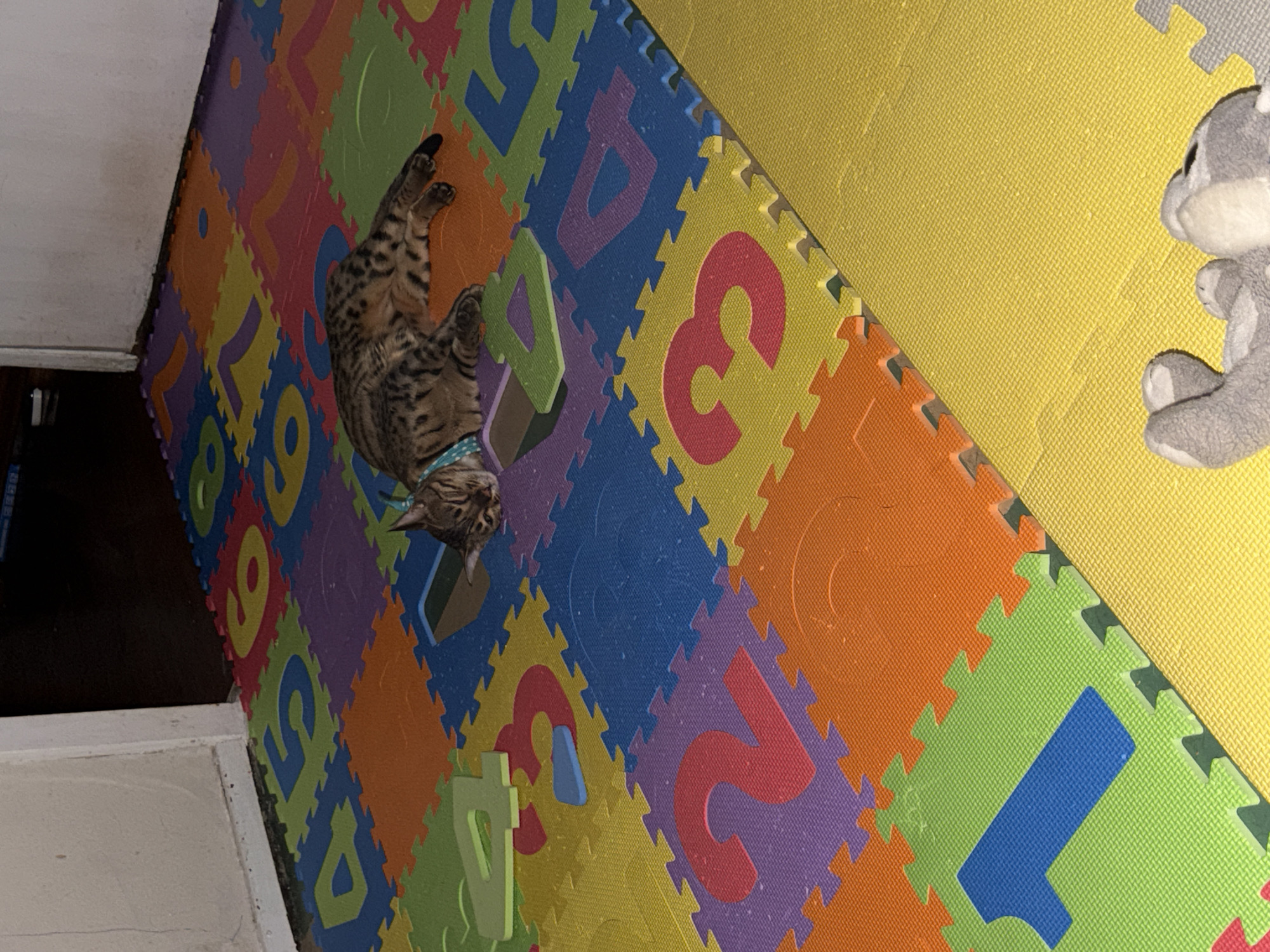 A Bengal cat is sleeping on a floor of colorful interlocking foam puzzle mats featuring large numbers. The mats are arranged in a grid pattern and display numbers such as 1, 2, 3, 4, 5, and 6. The cat is lying on its side, with its head resting on the mat and its body stretched out. It is wearing a light blue collar with white polka dots. The background of the image shows a white wall on the left and a dark area, possibly a doorway or shadow, on the right. A grey stuffed toy is visible at the bottom of the frame, partially obscuring the yellow mat. The scene takes place indoors, on a floor designed for children's play. The location is not specified in the image or provided information, so it cannot be determined to be in Dnipro, Ukraine.
