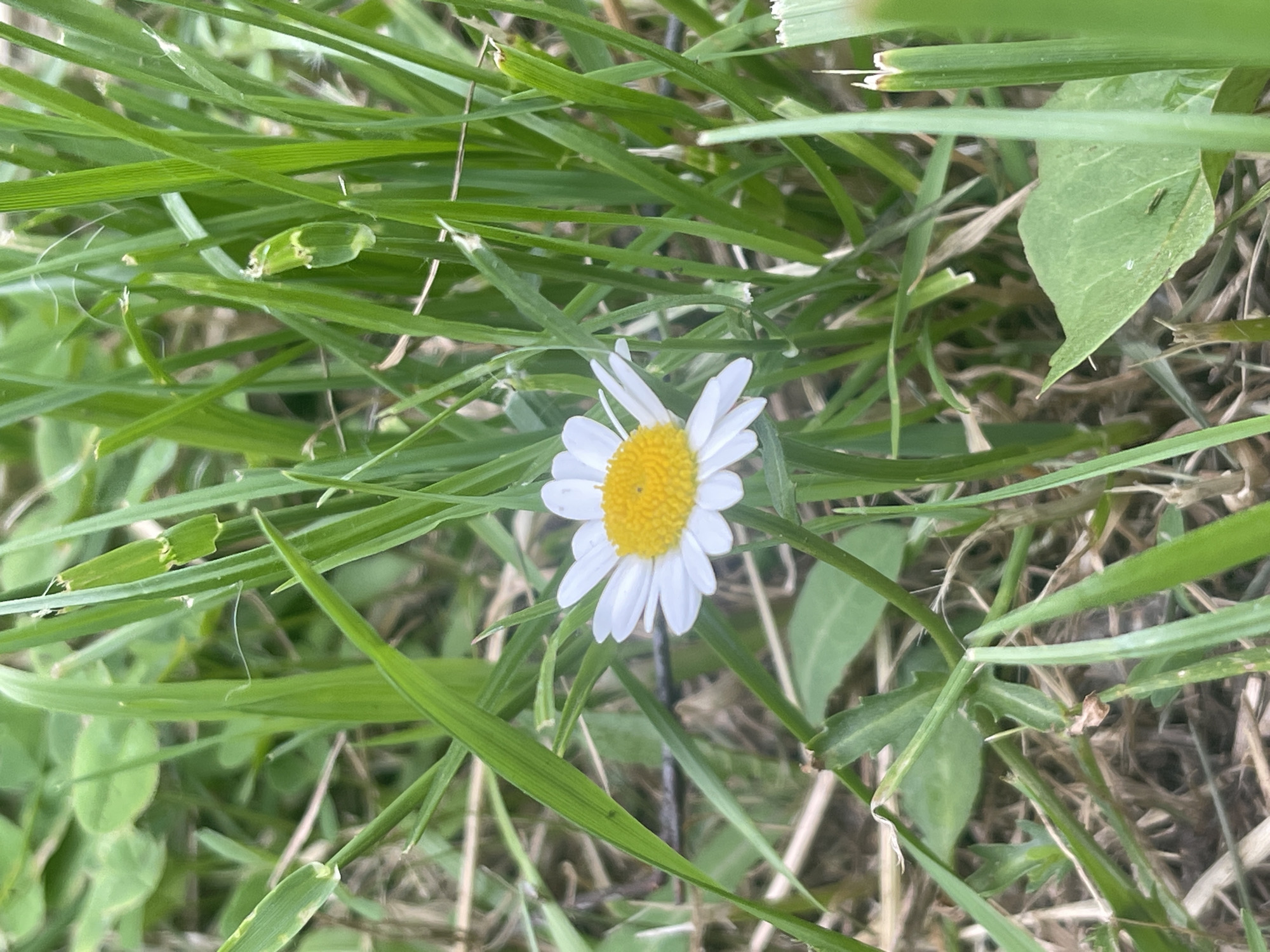 The image is a close-up, eye-level, vertical shot of a single white daisy with a yellow center, situated amidst lush green grass. The daisy is slightly off-center to the right, with its petals fanned out and its center clearly visible. The surrounding grass is dense and varied in height, with some blades appearing sharper and more defined than others. The background consists of more grass and some dry, straw-like vegetation, suggesting a natural outdoor setting. There are no people or animals visible in the image. The lighting is natural, and the overall impression is one of serene, uncultivated nature. The provided hints do not offer any specific location information beyond general foliage. Therefore, it is not possible to determine the location within the city of Izhevsk, Russia.
