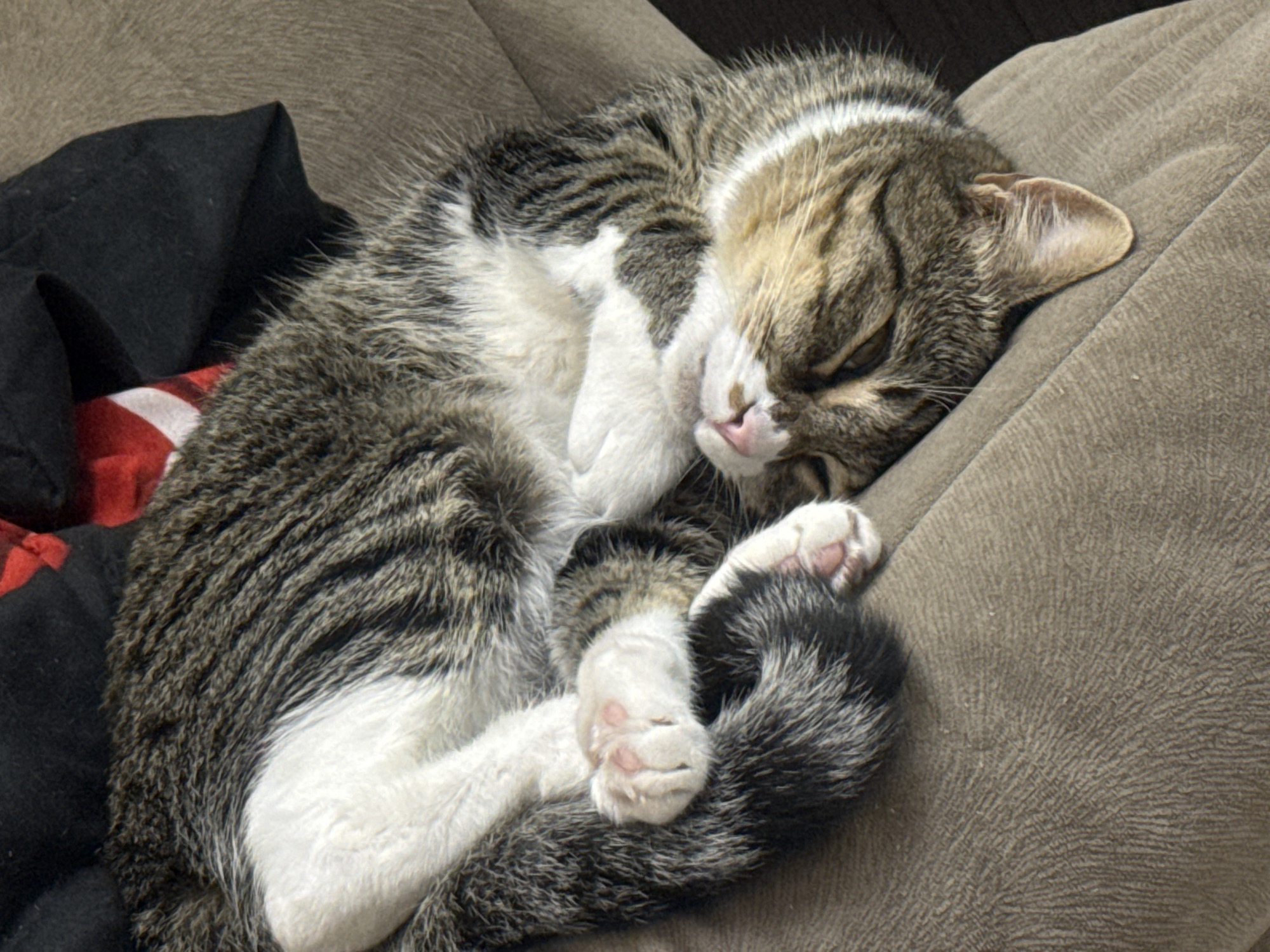 A tabby cat is curled up and sleeping on a brown couch. The cat has grey and white fur with dark stripes. Its paws are tucked underneath its body, and its face is nestled into its fur. The cat appears to be relaxed and comfortable. The background shows a black and red blanket or throw. The scene is indoors, and the lighting is dim, suggesting it could be nighttime or a room with closed curtains. It is not possible to determine the specific location within Simferopol, Ukraine from the image.