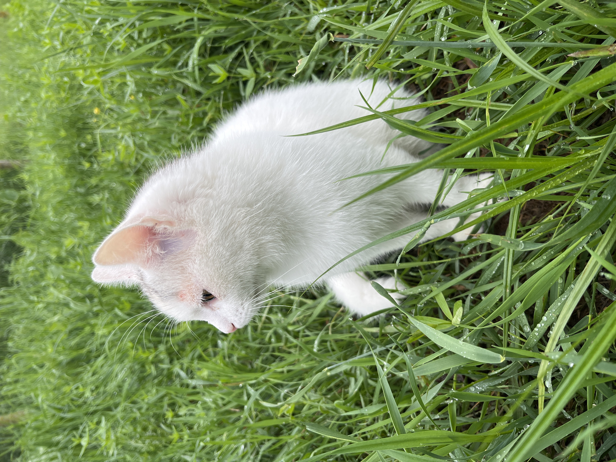 A close-up, eye-level shot captures a white kitten with pink ears and pinkish-brown markings on its face and ears, nestled within lush green grass. The kitten is facing left in profile, its eyes are closed or looking down, and its white whiskers are prominent. The grass is damp, with visible water droplets clinging to the blades, indicating it may have recently rained or that dew is present. The background is a blurred expanse of more green grass and foliage, suggesting an outdoor natural setting. The lighting is soft and diffused, consistent with an overcast day or shade. The overall mood is tranquil and naturalistic.