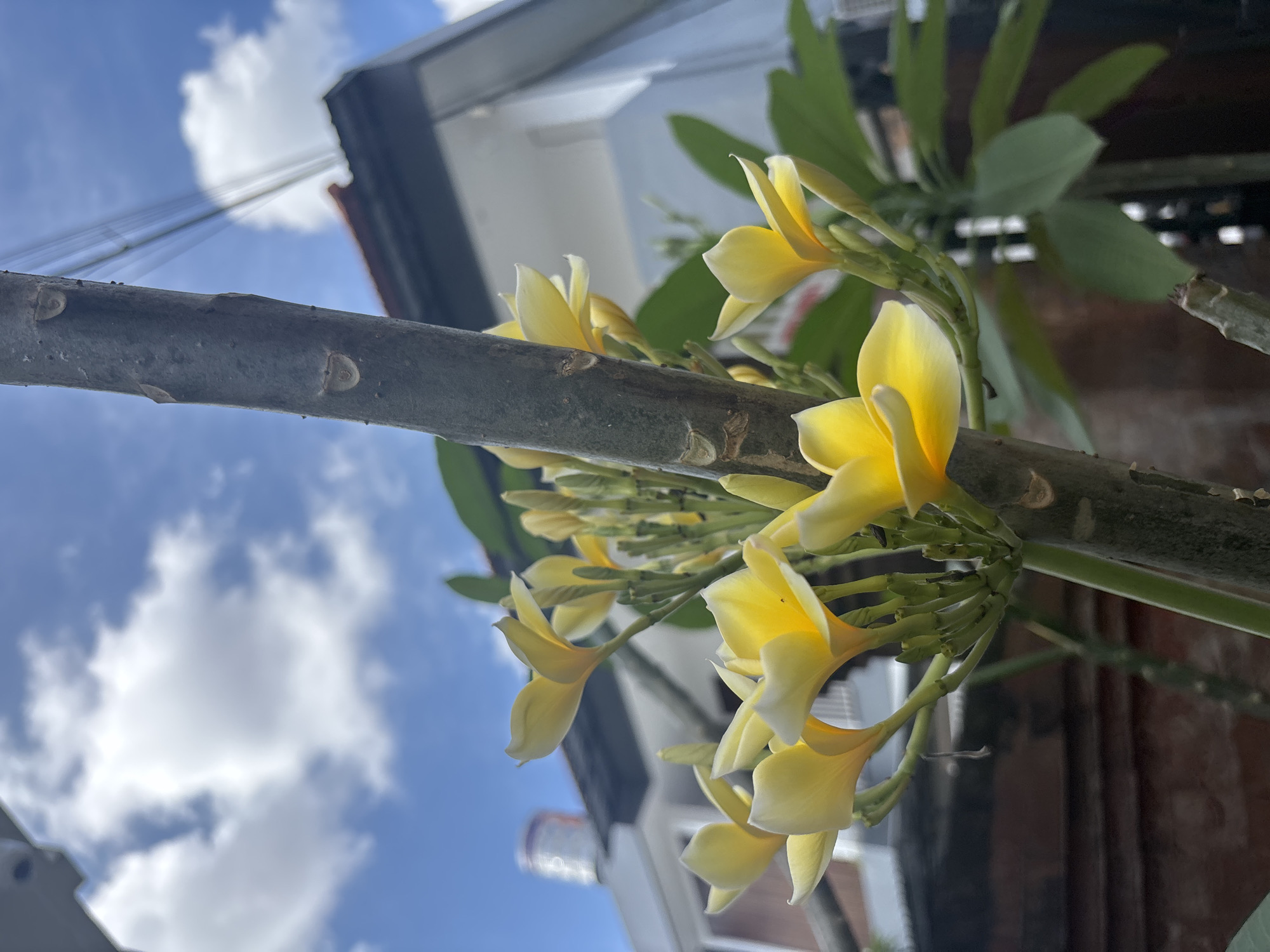 A close-up, low-angle shot depicts yellow Plumeria flowers blooming on a branch against a backdrop of a partly cloudy sky and buildings. The branch, textured and gray, runs horizontally across the frame. The Plumeria blossoms are a blend of yellow and white, with the yellow concentrated towards the center of the petals. The sky is blue with scattered white clouds. In the background, parts of buildings are visible, including rooflines and walls, suggesting an urban setting. Given the prompt, the location is likely North Kuta, Indonesia, although specific landmarks are absent. The angle suggests the photographer was situated beneath the flowering branch, looking upwards. No people are visible in the image.