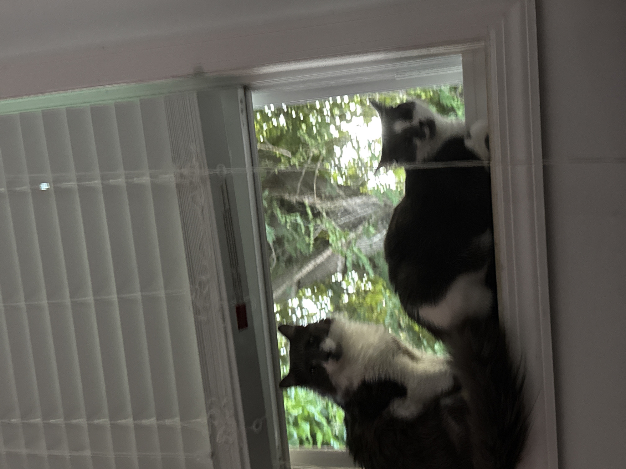 Two cats, one appearing to be a long-haired tabby with white markings, and another predominantly grey and white cat, are resting on a windowsill in a residential setting. The window has horizontal blinds partially drawn, allowing diffused natural light to illuminate the scene. Through the window, lush green foliage and tree branches are visible, suggesting an outdoor environment with trees. The cats are positioned on the interior ledge of the window frame. The overall impression is one of domestic tranquility, with the cats observing the outside world from the comfort of indoors. The location is noted to be in Bellmore, United States of America.