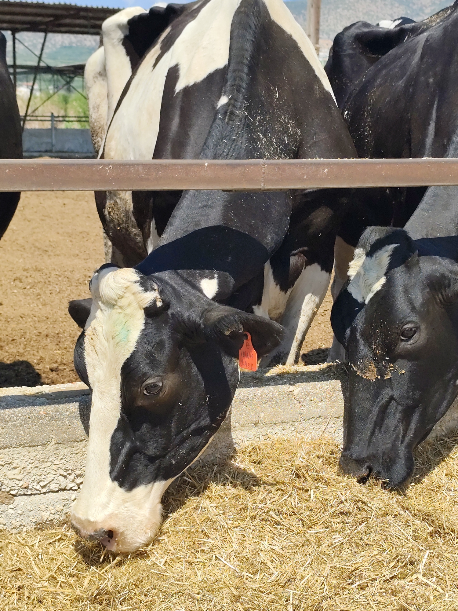 The image depicts a close-up view of several black and white Holstein Friesian cows in an outdoor enclosure. Two cows are prominently featured in the foreground, with their heads lowered to eat from a trough filled with hay. The cow on the left has a predominantly white face with black markings around its eyes and ears, and a green mark on its forehead. It also has an orange ear tag. The cow on the right has a black face with white markings on its forehead and a white patch around its nose. The background shows more cows, a dusty ground surface, and a metal fence. In the far background, a building with a corrugated roof and a mountainous landscape are visible, suggesting a rural or agricultural setting. The lighting indicates it is daytime, with strong sunlight casting shadows. The overall scene is one of feeding time on a farm. The location, Municipal Unit of Argos, Greece, is not directly indicated by visual cues within the image itself but is provided as context.