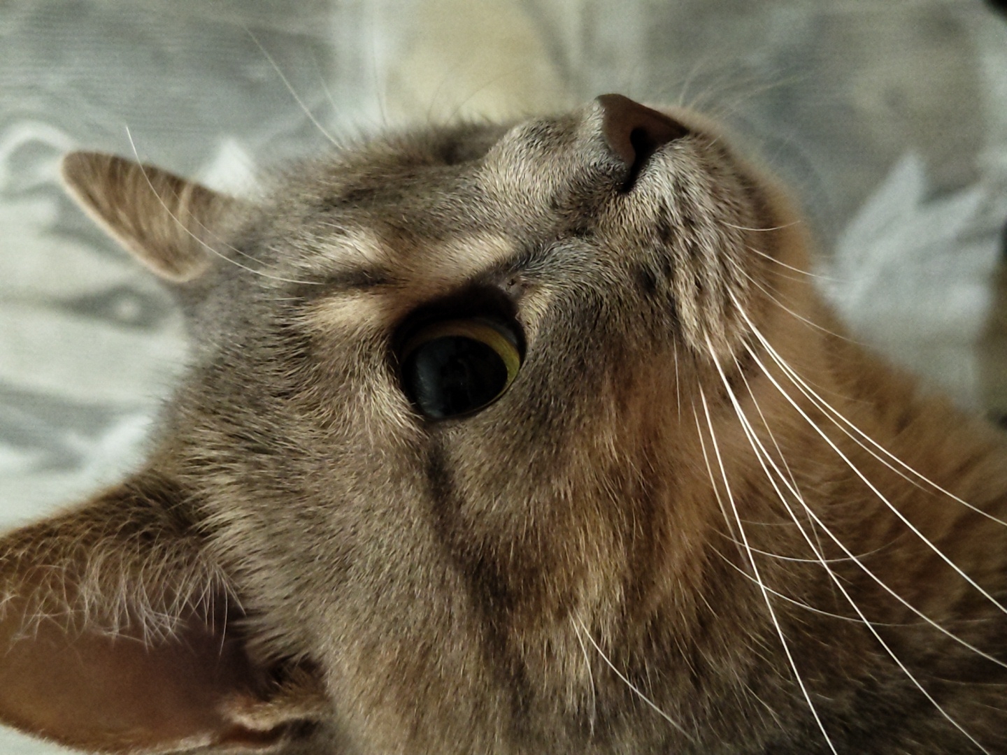 A close-up, profile shot of a gray tabby cat's face is captured. The cat is facing to the right, with its left eye and part of its right eye visible. The eye is dark with a hint of green around the pupil. The cat's fur is a mix of gray and brown stripes, with lighter fur around its muzzle and cheeks. Long, white whiskers fan out from its muzzle. The background is a soft, blurred gray fabric, possibly a curtain or blanket. The image is well-lit, with the focus clearly on the cat's face. There are no people or any other identifiable objects in the scene. The setting is an indoor environment, with no indication of a specific location within a city.