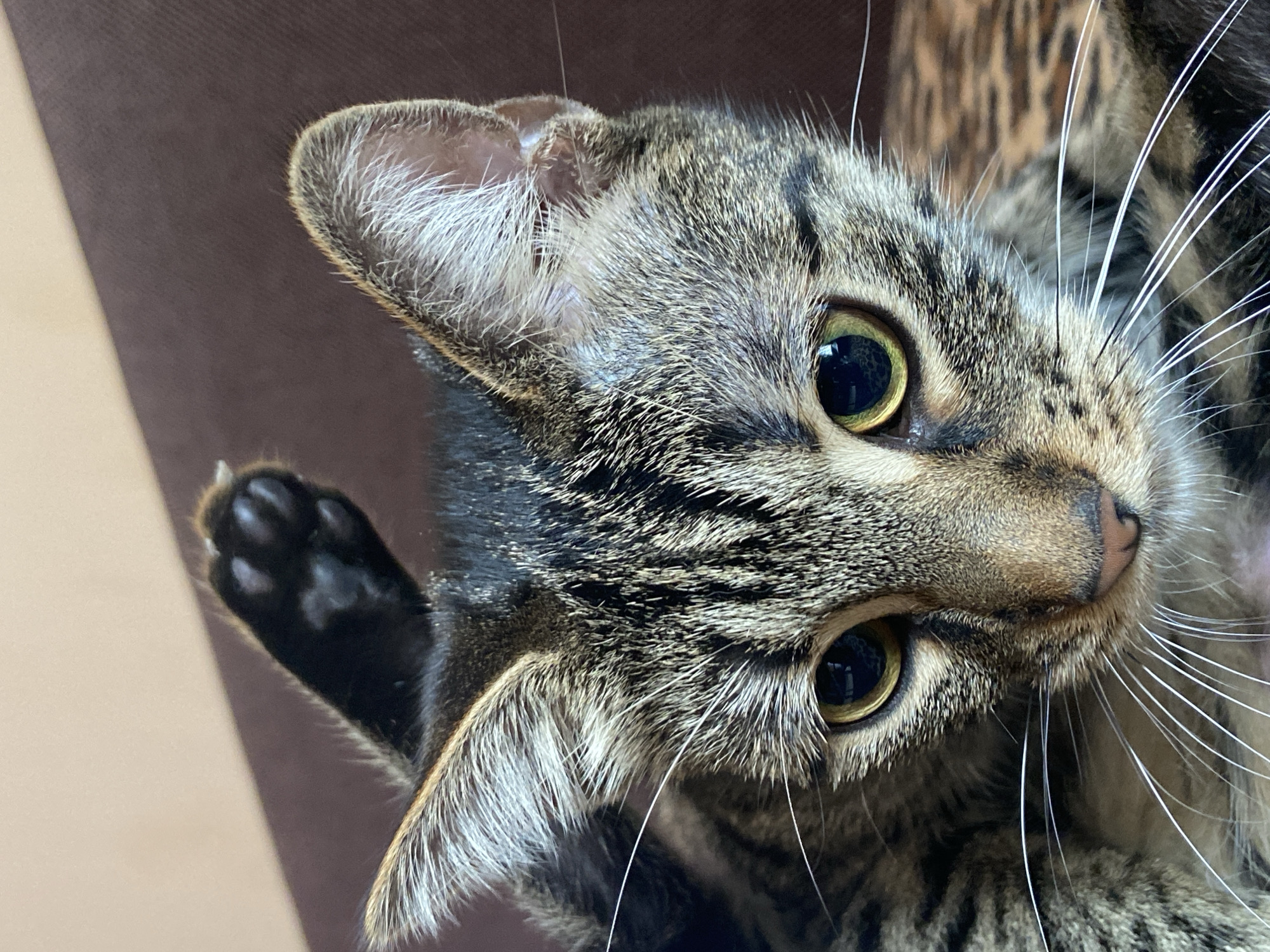 A close-up shot features the face of a tabby cat. The cat's fur is a mix of brown and black stripes, with white whiskers fanning out from its nose. Its eyes are large and green, with dark pupils. One of the cat's front paws is raised and visible above its head, showing black paw pads and toes. The background is blurred, with a hint of a brown textured surface and a lighter beige area. The image is taken indoors, with no discernible connection to the city of Sofia, Bulgaria.