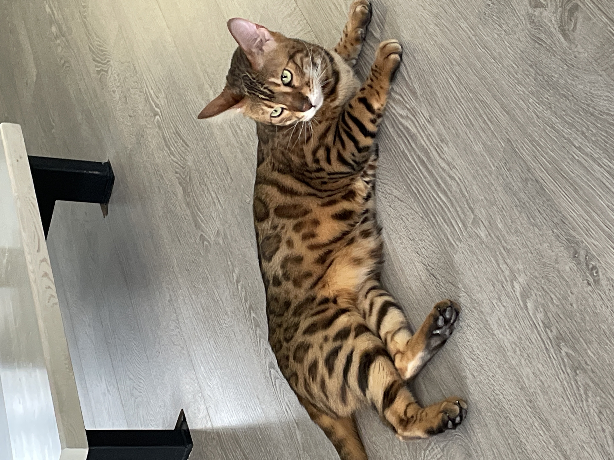 A Bengal cat is lying on a gray wood-patterned floor. The cat is oriented diagonally in the image. A portion of a white and black table is in the lower left corner. The location cannot be determined from the given information.