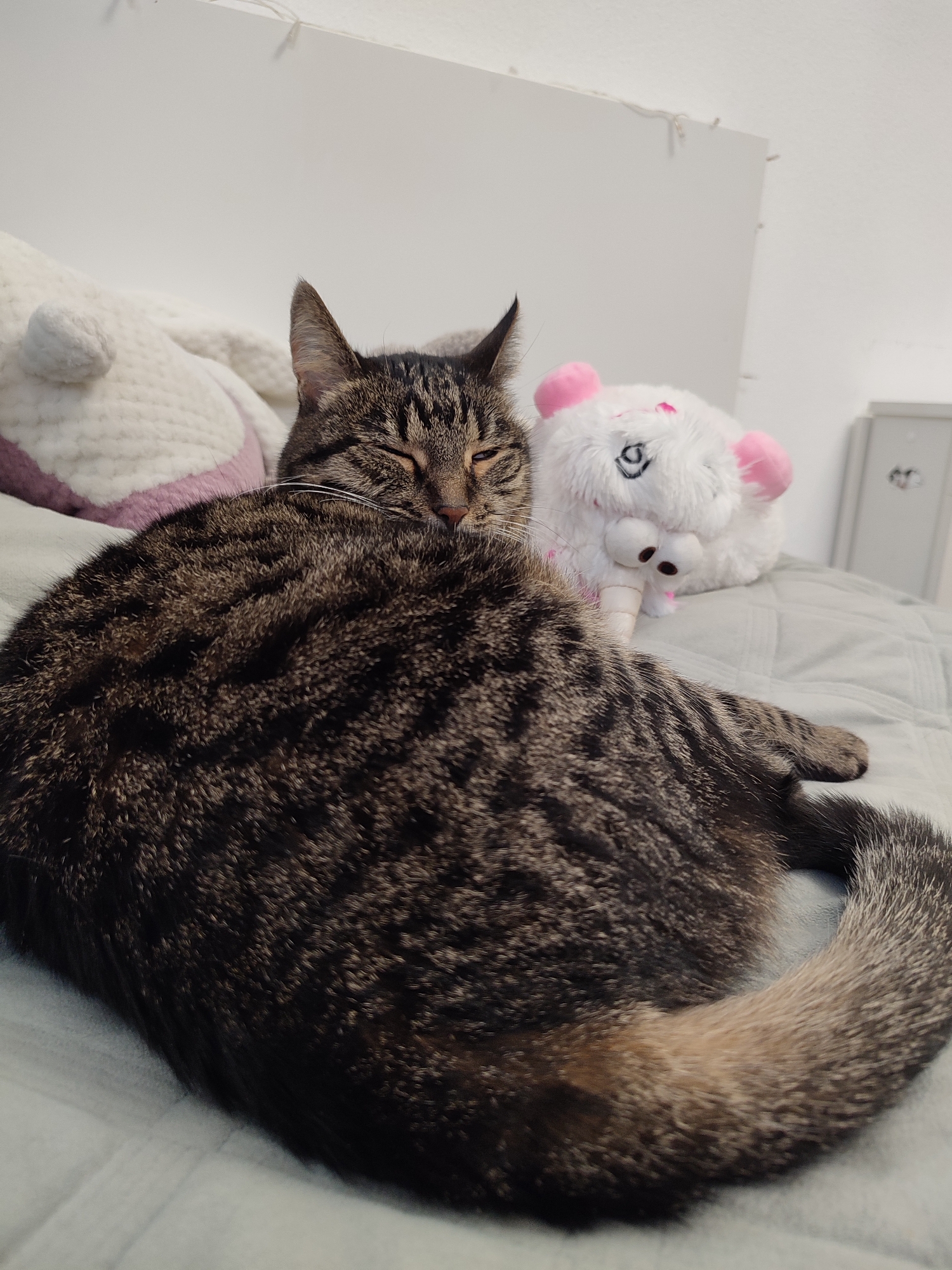 A close-up, eye-level shot shows a tabby cat asleep on a bed next to a stuffed animal. The cat is in the foreground, its body curled to the right, and its head resting on a pillow. Its eyes are closed, and its fur is a mix of brown, black, and gray stripes. To the right of the cat is a small, white stuffed animal with pink ears and eyes. The stuffed animal appears to be a pig or a bear. The bed is covered in a light blue comforter. In the background, a white wall is visible, with a string of fairy lights draped across the top. The image appears to have been taken indoors in a bedroom. There is no indication of the cat's specific breed or age, nor is there any information about the location of Murino, Russia.