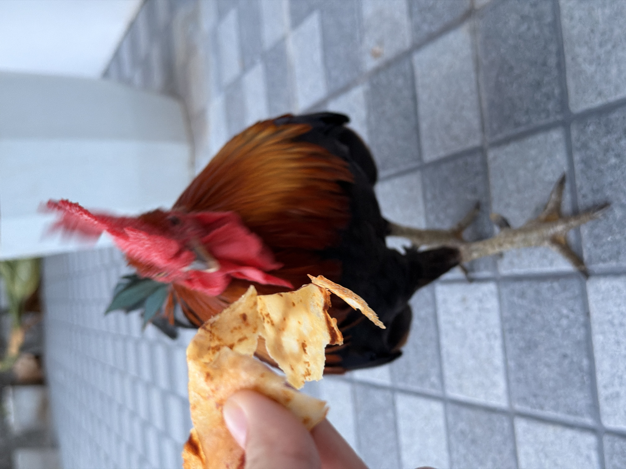 A rooster is being fed by a person in the Ko Samui District of Thailand. The rooster has a red comb and wattle, and its body is a mix of brown and black feathers. The person's hand is holding a piece of food, which appears to be a thin, crispy crepe, close to the rooster's beak. The ground is paved with square gray tiles. In the background, there is a blurred white object, possibly a planter, and some greenery. The overall scene suggests a casual interaction between a person and an animal in an outdoor setting.
