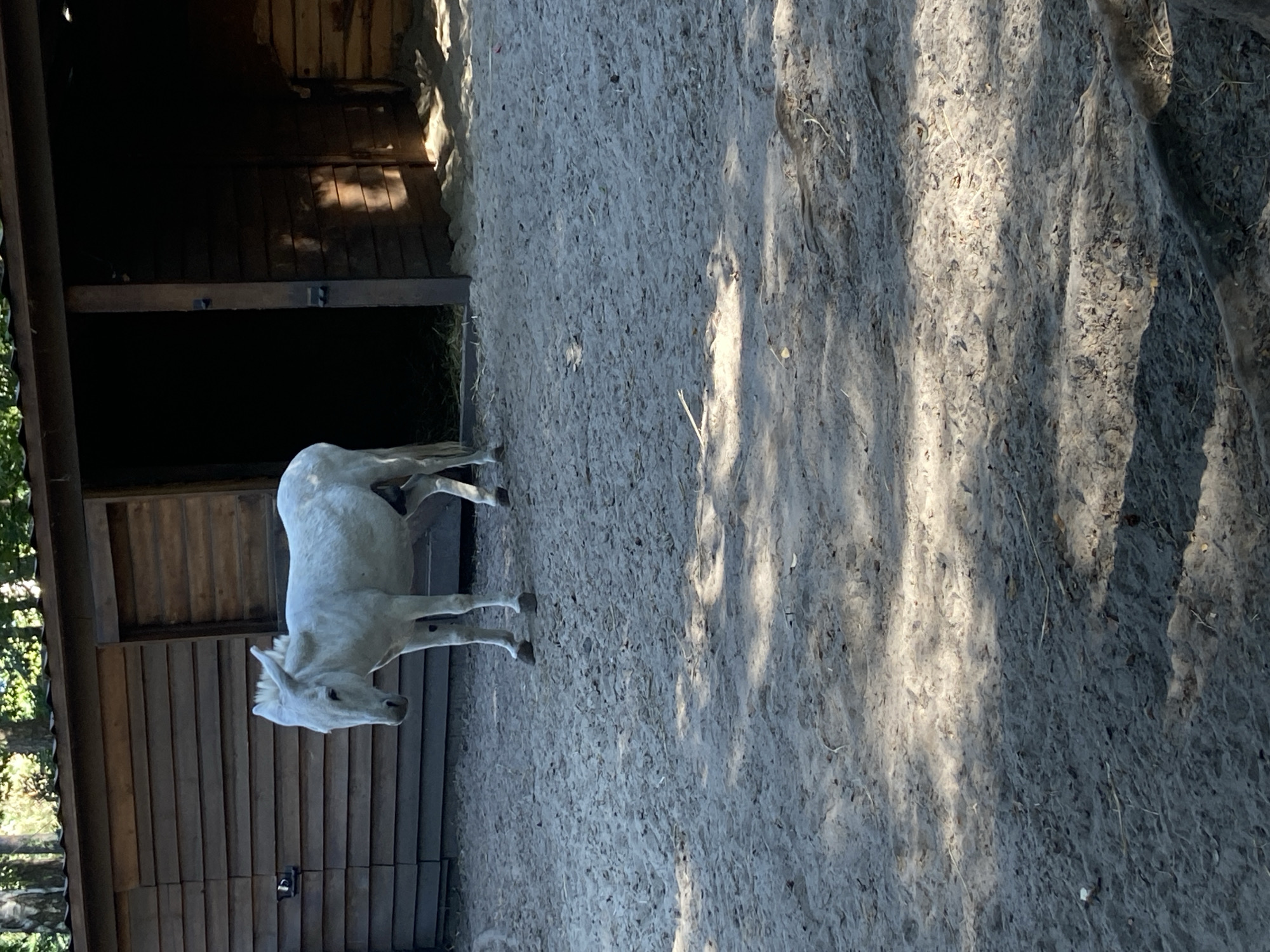 A white donkey stands in a sandy enclosure in front of a wooden barn. The barn has a large open doorway to the right and a smaller, closed door on the left. The ground is sandy with patches of dry grass and fallen leaves. Sunlight casts shadows across the enclosure. The image appears to be taken outdoors on a sunny day. The location is not specified as Kyiv, Ukraine.