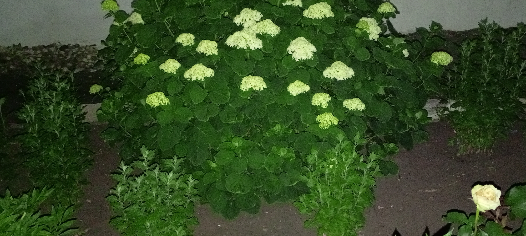 The image depicts a garden scene at night, illuminated by an artificial light source. In the foreground, a prominent cluster of white and pale green hydrangea flowers dominates the frame, their blossoms dense and rounded. The hydrangeas are surrounded by lush, dark green foliage. To the left and right of the hydrangeas, there are other green plants with feathery leaves, appearing less vibrant in the low light. In the far right of the image, a single pale yellow rose is visible, its petals slightly open. The ground is covered with dark soil and mulch. In the background, a textured wall is partially visible, and beyond that, a hint of a gravel path or debris. The overall setting suggests a private garden. The image does not contain any people or animals. There are no identifiable landmarks that would specifically pinpoint the location to Kirsanov, Russia; it is a generic garden scene.