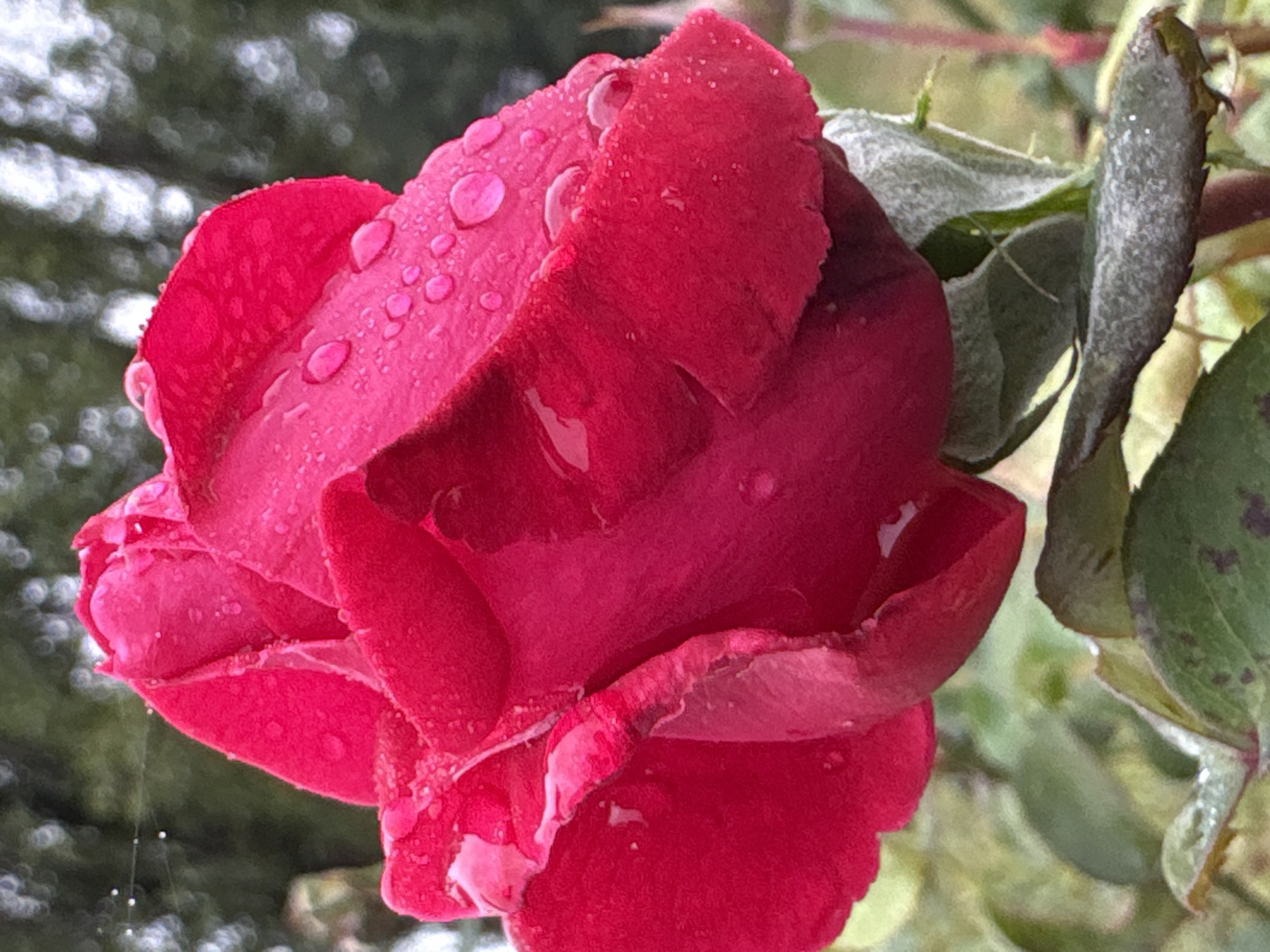 A close-up, eye-level, vertical shot captures a vibrant red rose in bloom, its petals glistening with numerous water droplets. The rose is the central focus, its rich color and delicate texture highlighted. The background is softly blurred, showing hints of green foliage and a darker, indistinct area that could be trees or a wall. There are no people or animals visible in the image. The environment appears to be outdoors, possibly a garden. The specific location in Bobrov, Russia, is not indicated by any visual cues in the photograph.