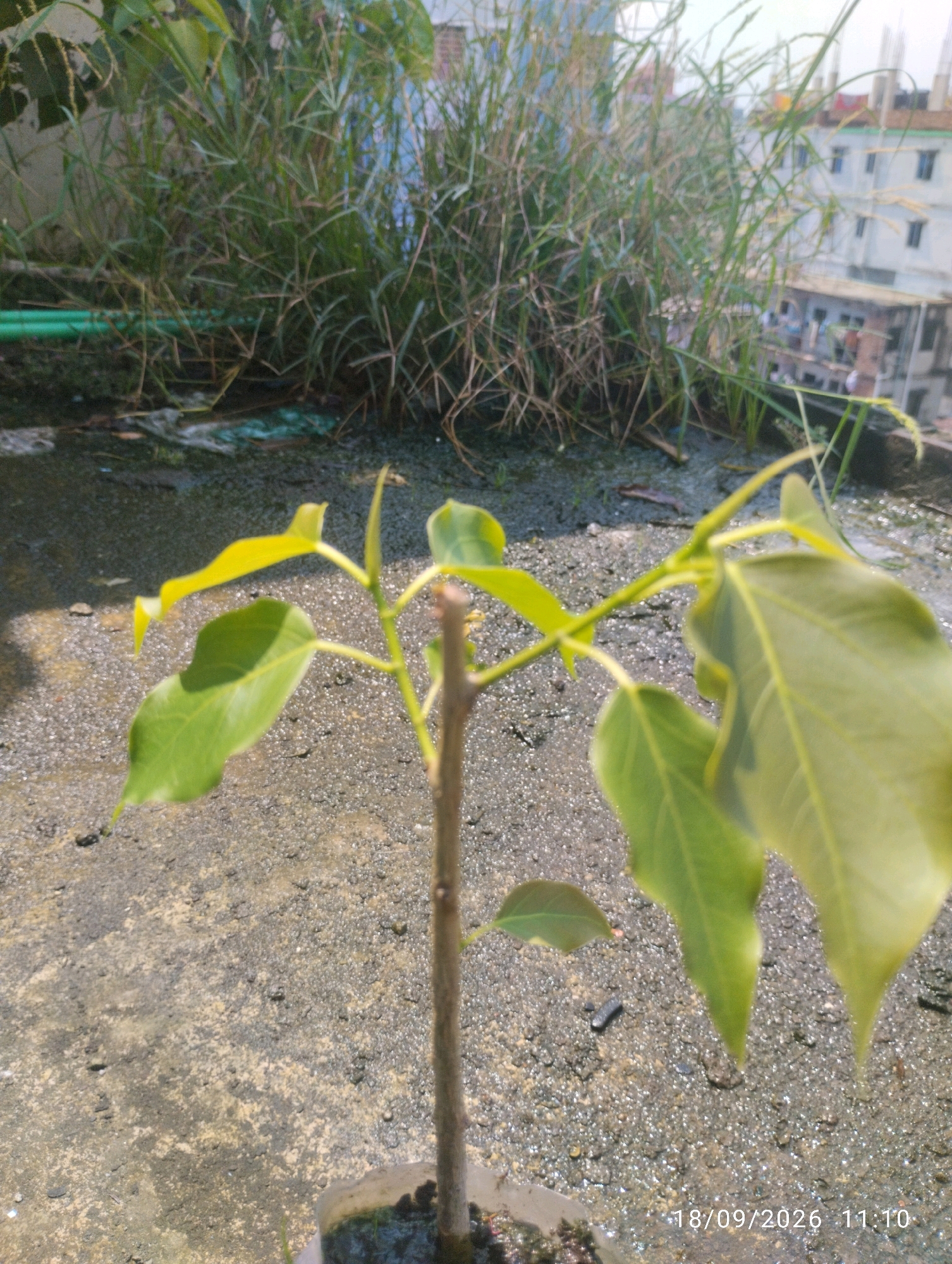The image shows a small sapling with green leaves in a pot, placed on a textured concrete surface. In the background, there is overgrown grass and blurred buildings, suggesting an urban environment. The date stamp "18/09/2026 11:10" is visible in the lower right corner. The scene is likely an outdoor area in Chattogram, Bangladesh, possibly a rooftop or a courtyard.