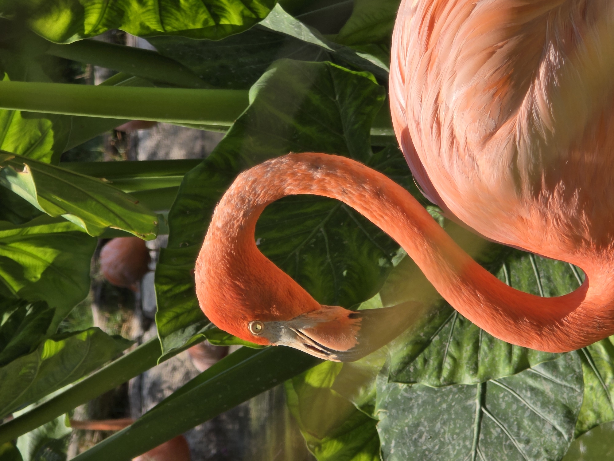 An overhead close-up captures a vibrant coral-pink flamingo amidst lush green foliage. The flamingo's long, gracefully curved neck dominates the left side of the frame, with its head positioned downwards and slightly to the right. Its eye, a bright yellow with a dark pupil, is clearly visible, as is its distinctive beak, which transitions from a pale greyish-white tip to a deeper orange-pink closer to its head. The textured, soft feathers of its upper body are visible in the top right, displaying a gradient of pink and orange hues.
The flamingo is surrounded by large, broad green leaves, possibly from tropical plants like elephant ears, some of which are brightly illuminated by strong sunlight, creating highlights and shadows. Through gaps in the dense foliage, blurry background elements can be discerned, including hints of reddish, rounded objects (possibly terracotta pots) and structural elements, suggesting a cultivated outdoor environment. The strong, direct lighting indicates it is daytime. The image's perspective is from above, looking down into the leafy enclosure. The setting is Heroica Puebla de Zaragoza, Mexico, likely within a zoo, aviary, or botanical garden. There is no visible text.